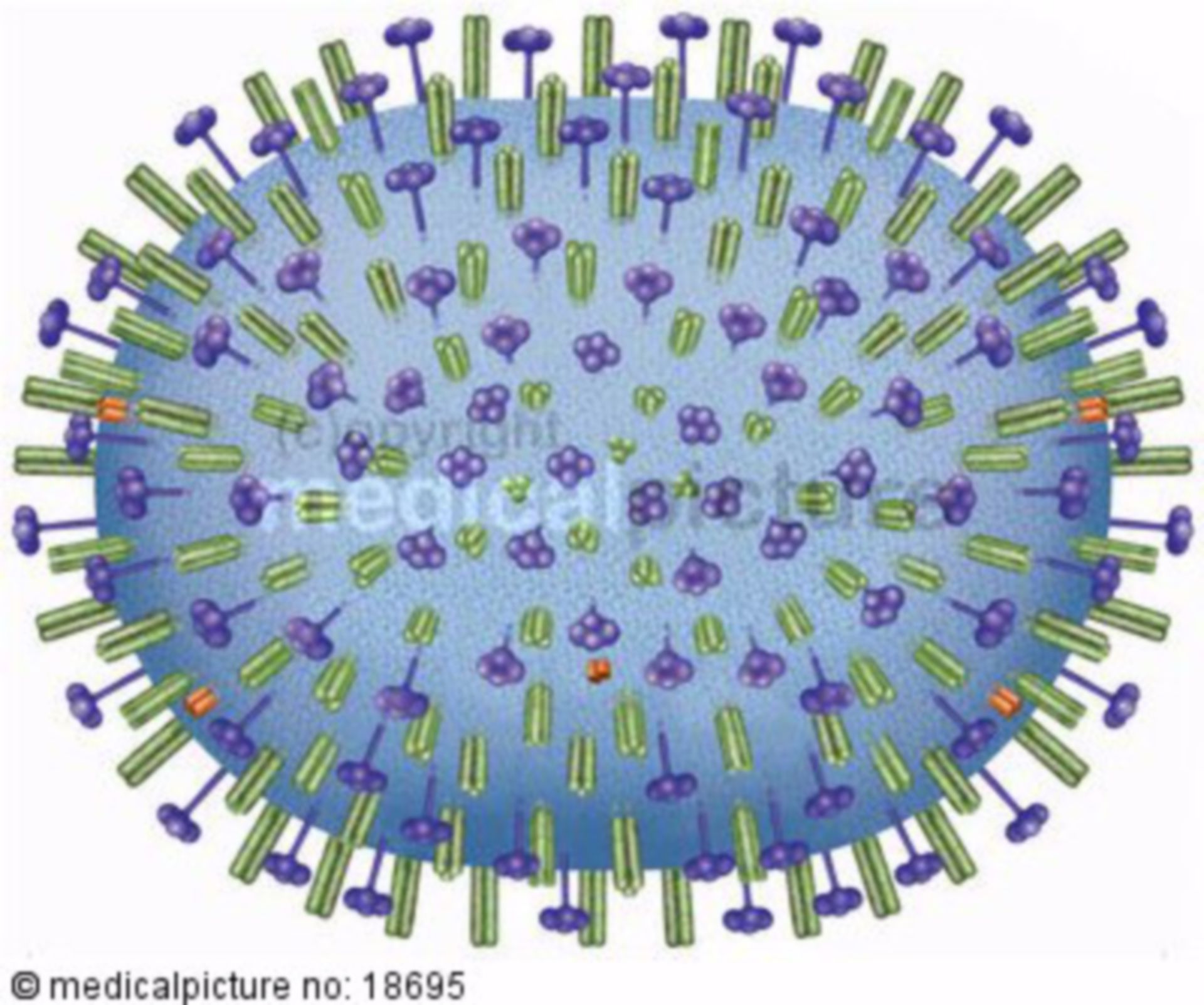  H5N1 Virus, Influenza-A, Vogelgrippe, avian influenza, bird flu 
