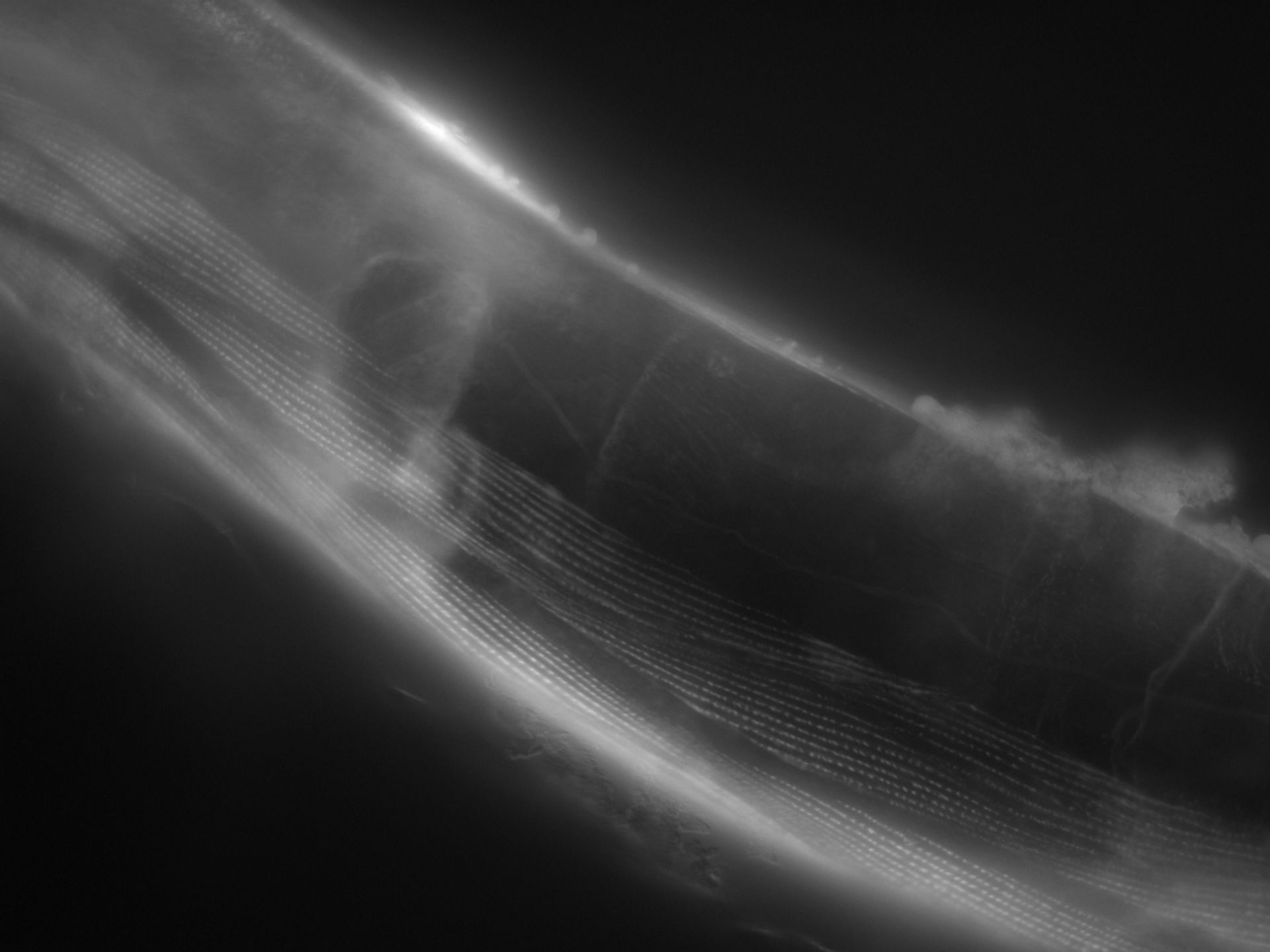 Caenorhabditis elegans (Actin filament) - CIL:1156