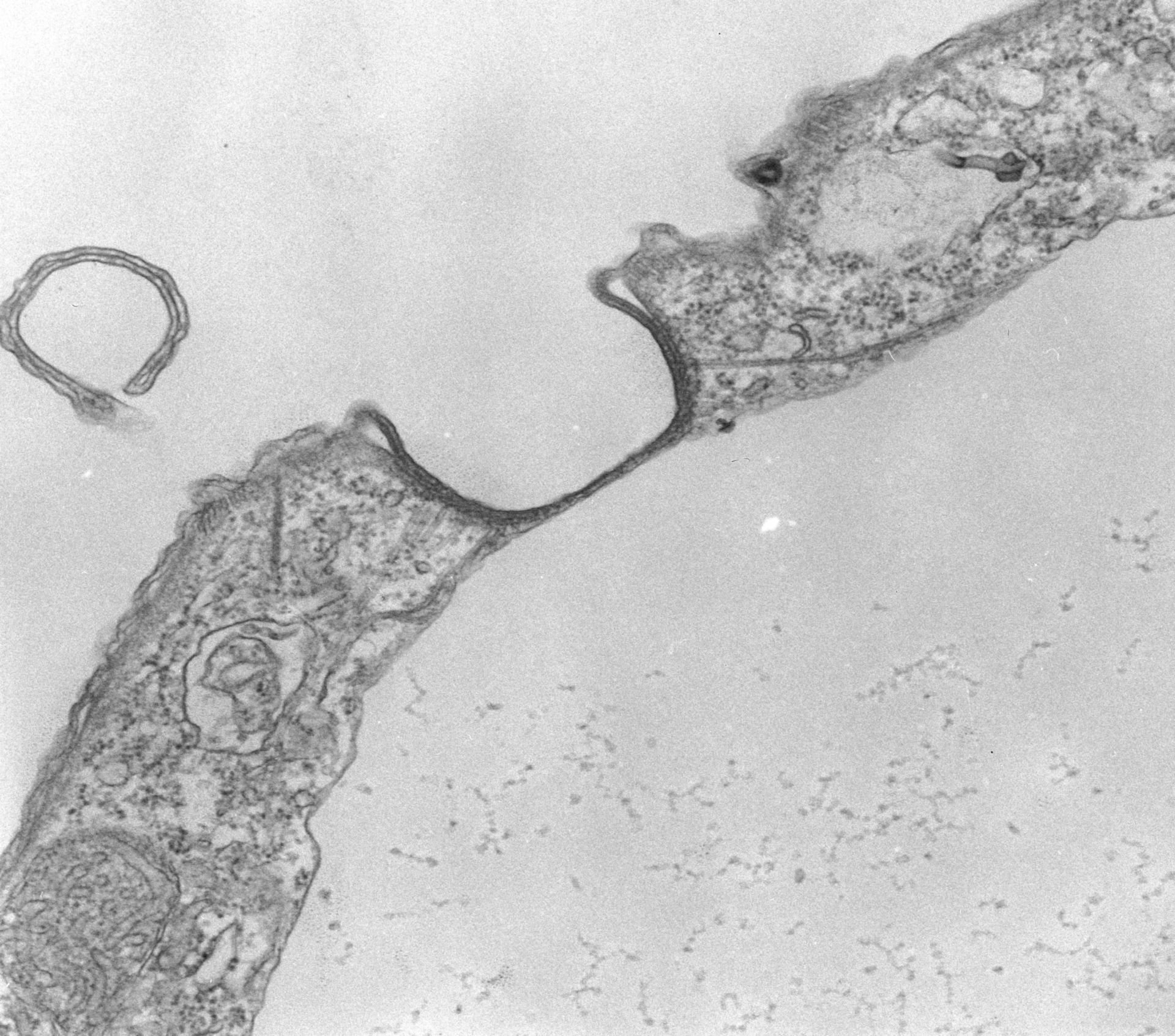 Tetrahymena pyriformis (Microtubule associated complex) - CIL:39793