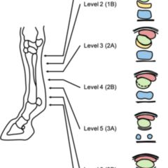 Sehne Doccheck Flexikon