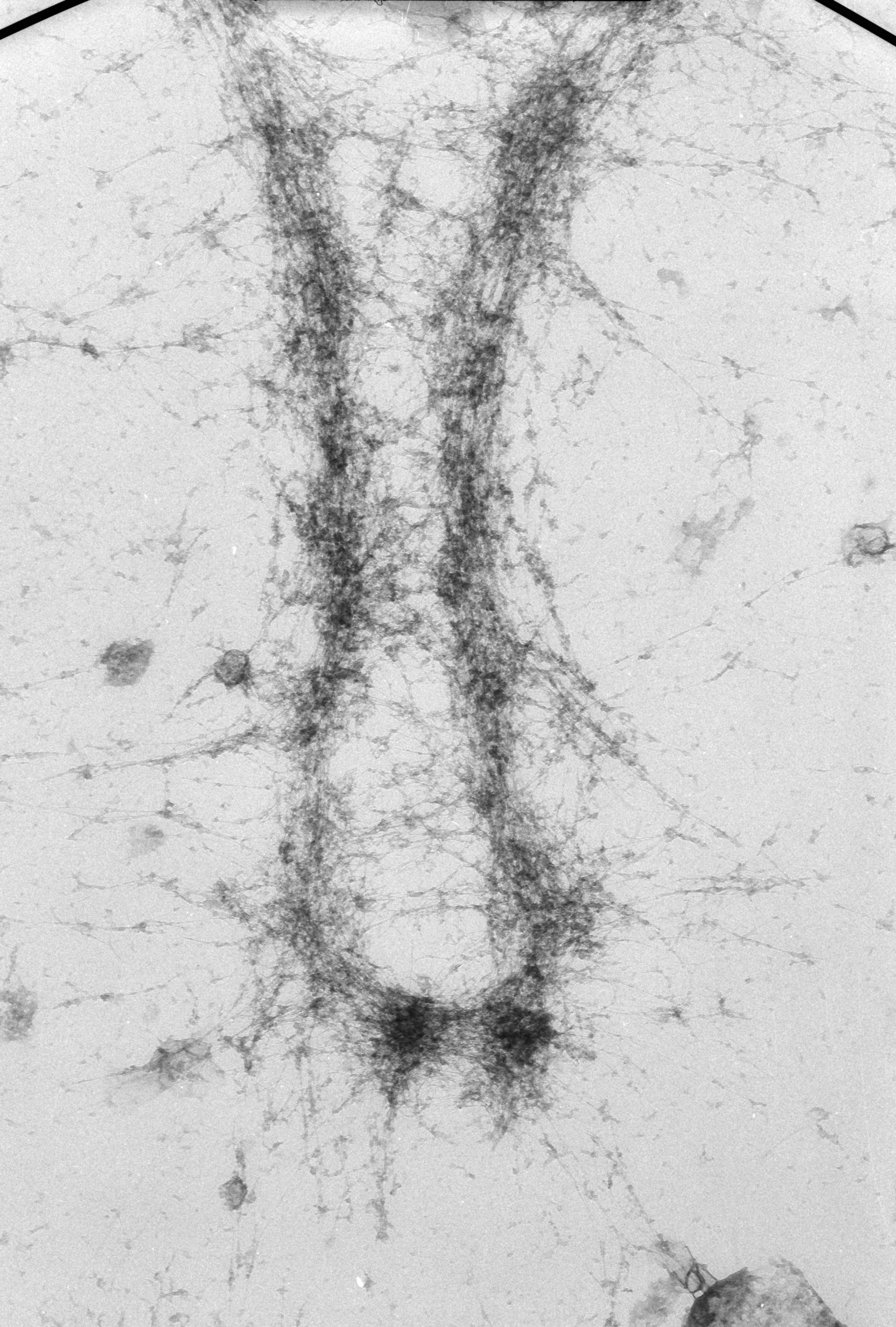 Mus musculus (Nuclear chromosome) - CIL:40688
