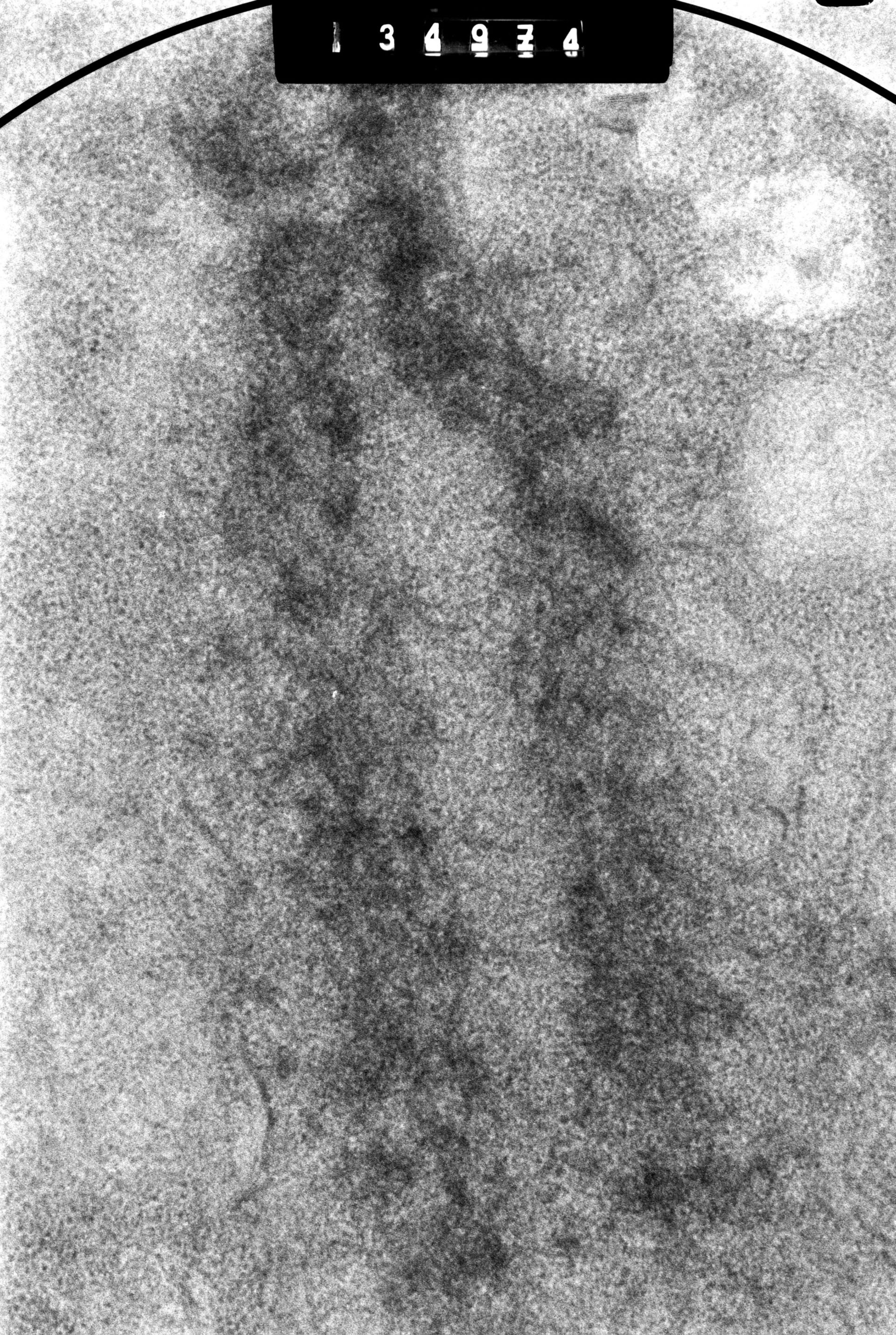 Cricetulus griseus (Nuclear chromosome) - CIL:41730