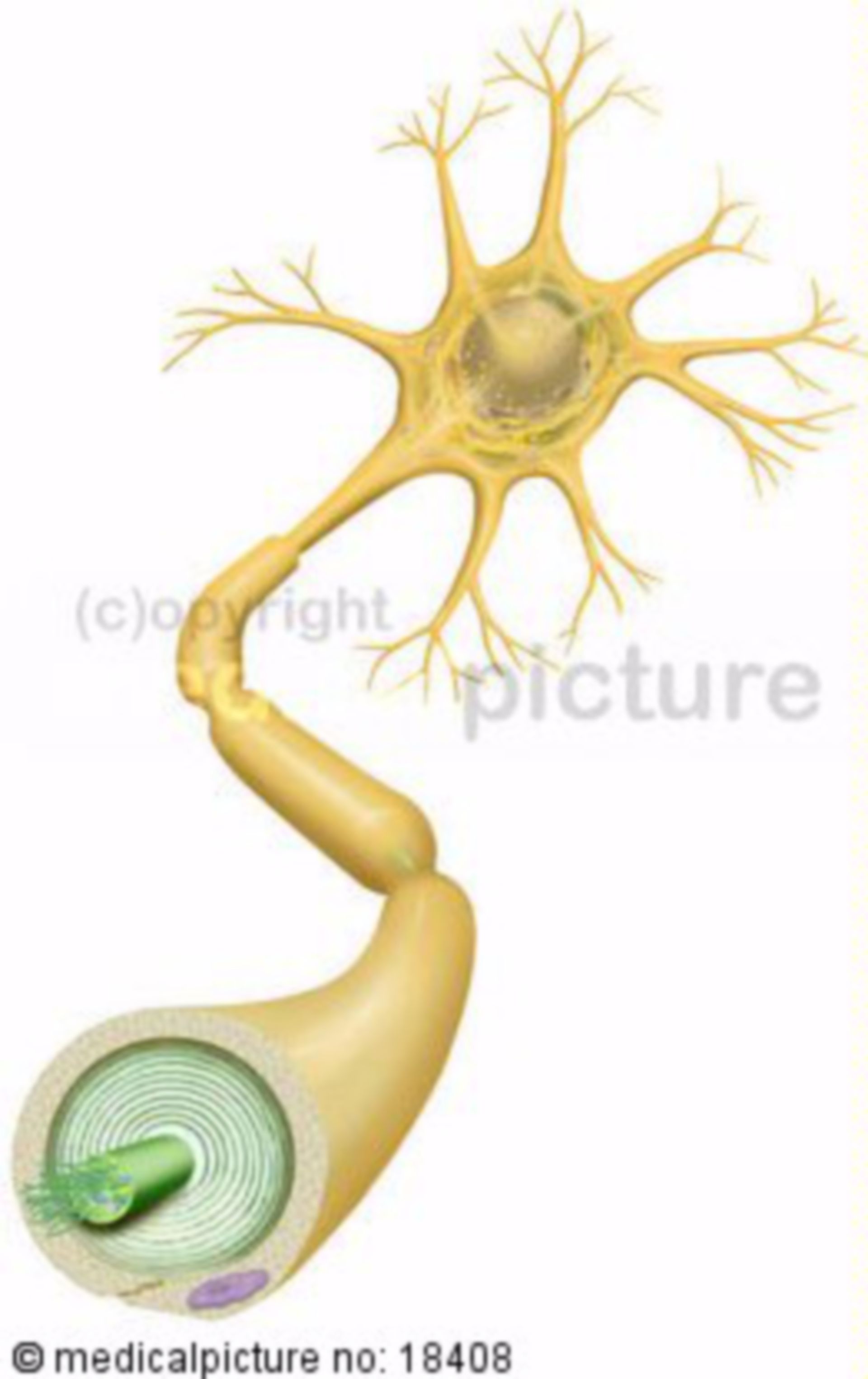 Multipolar nerve cell