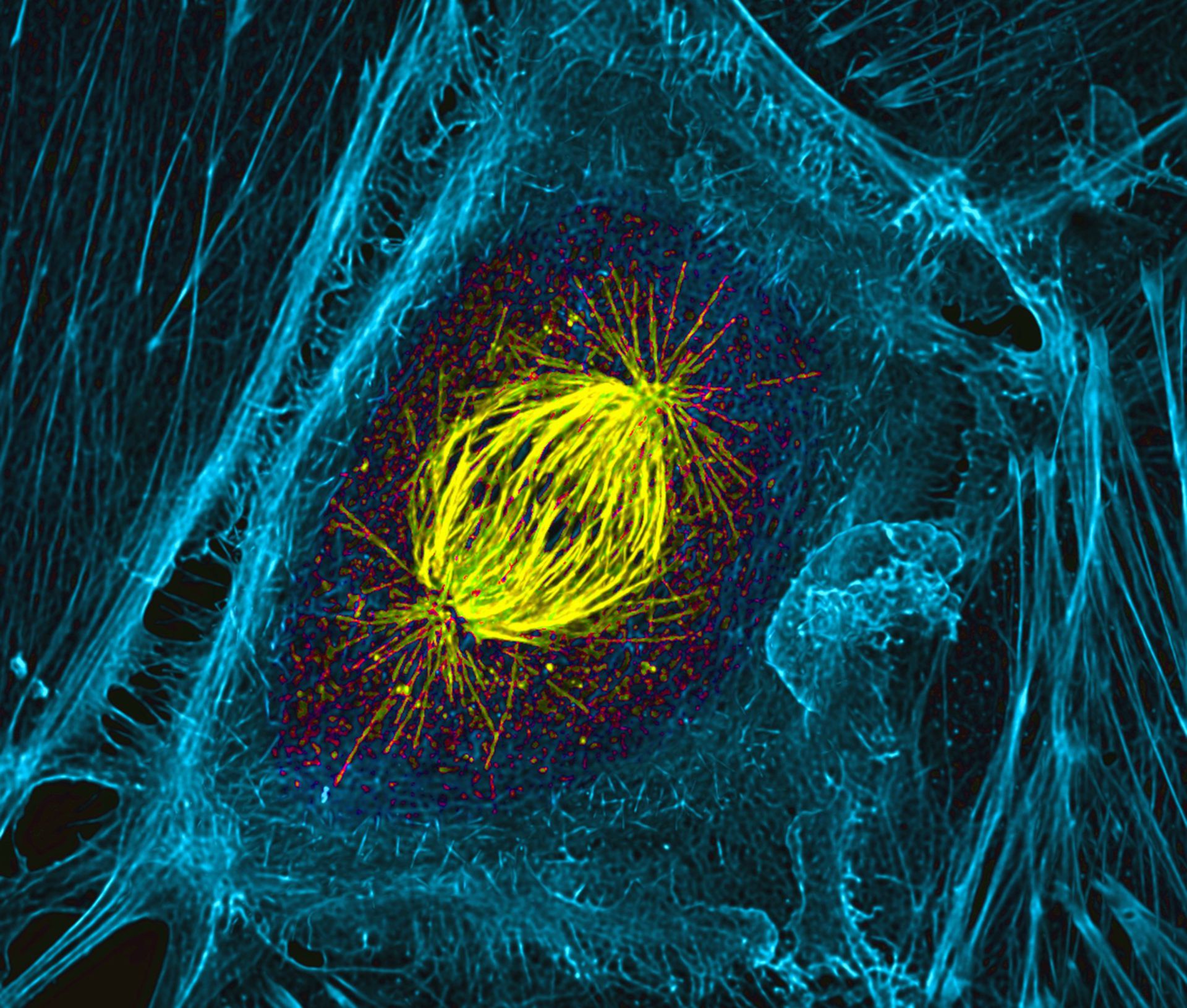 Клетка метка. Цитоскелет конфокальная микроскопия. Цитоскелет флуоресцентная микроскопия. Цитоскелет Веретено деления. Цитоскелет клетки микрофотография.