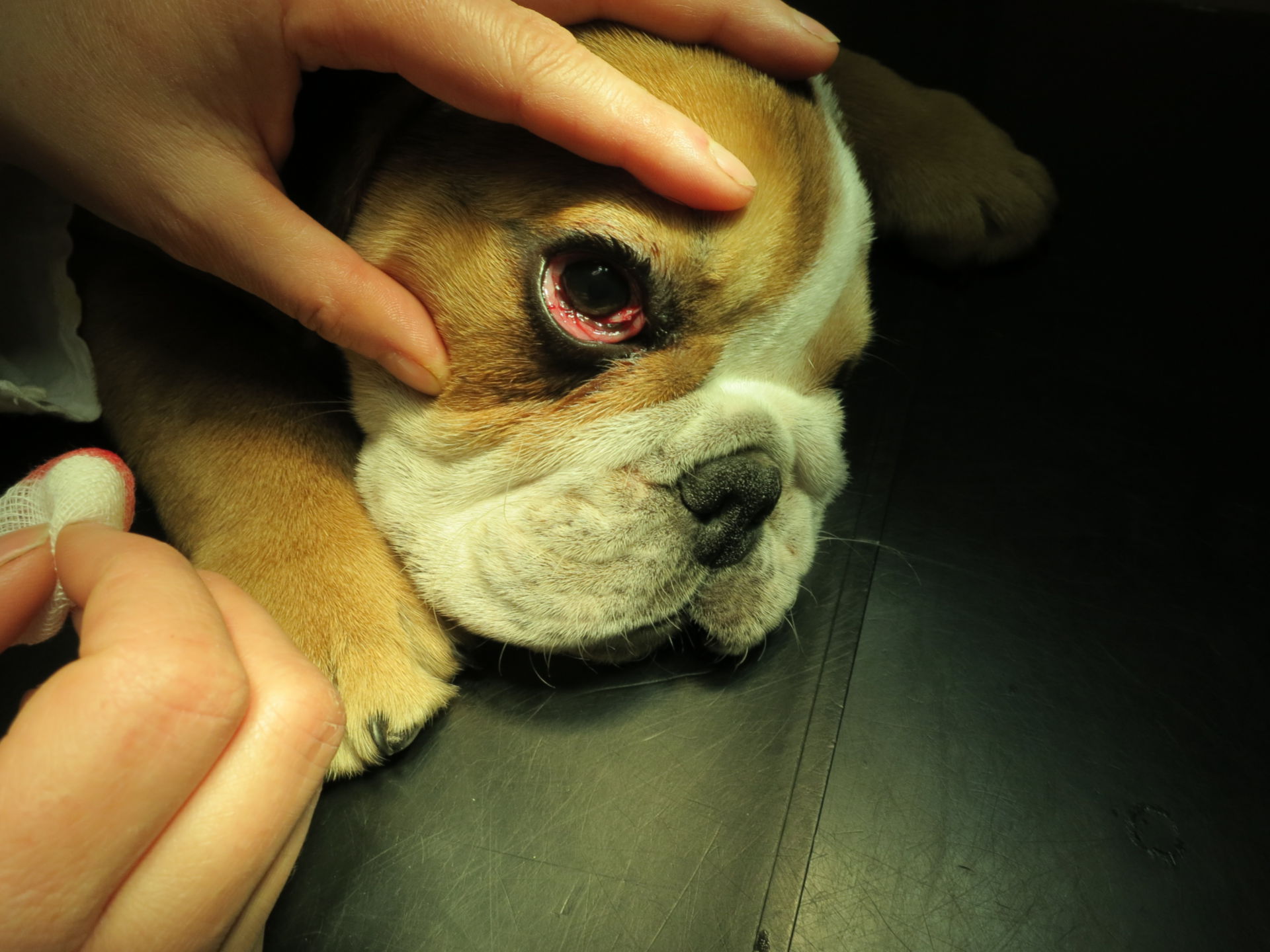 Cherry eye -dog (2)