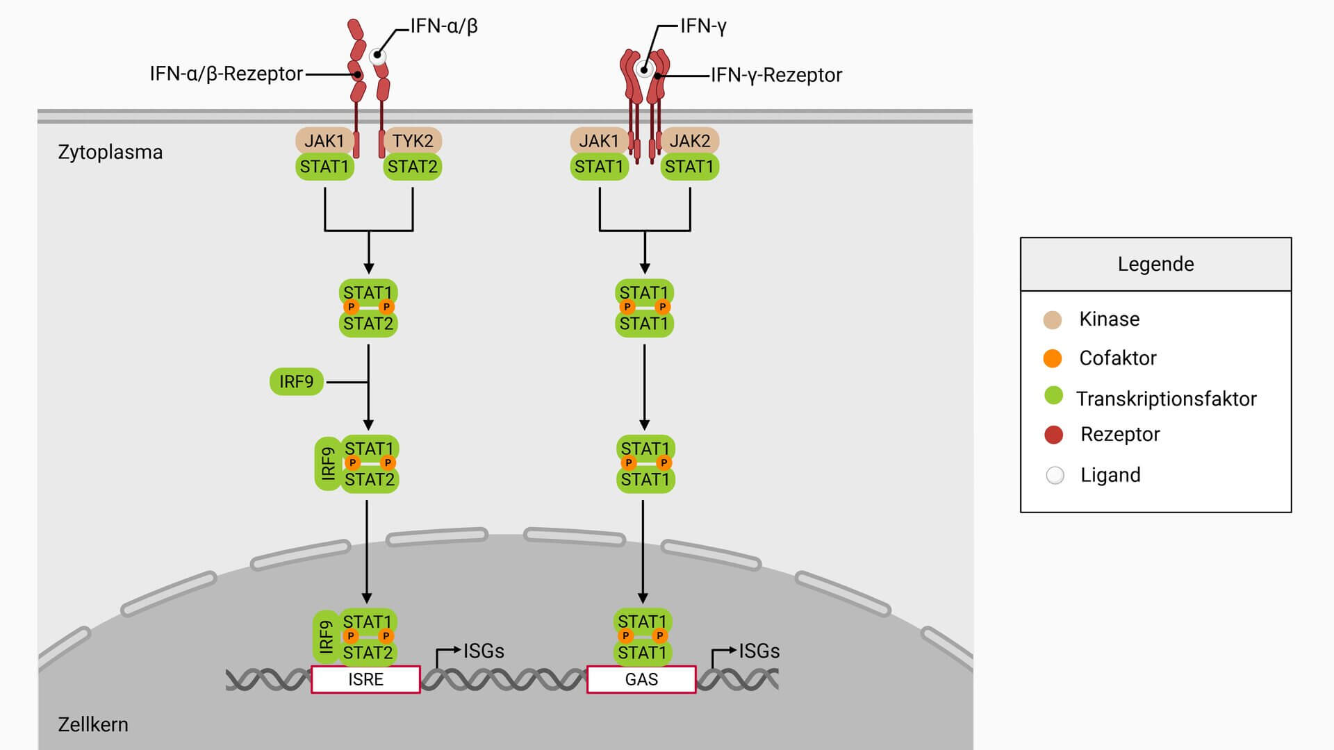 Interferon-α/β+γ-Signalwege