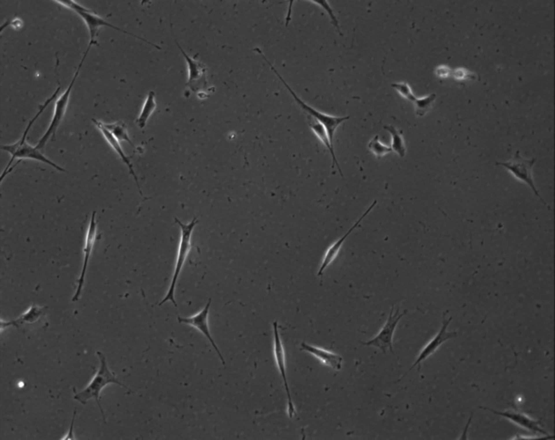 Mus musculus (Extracellular matrix part) - CIL:7894