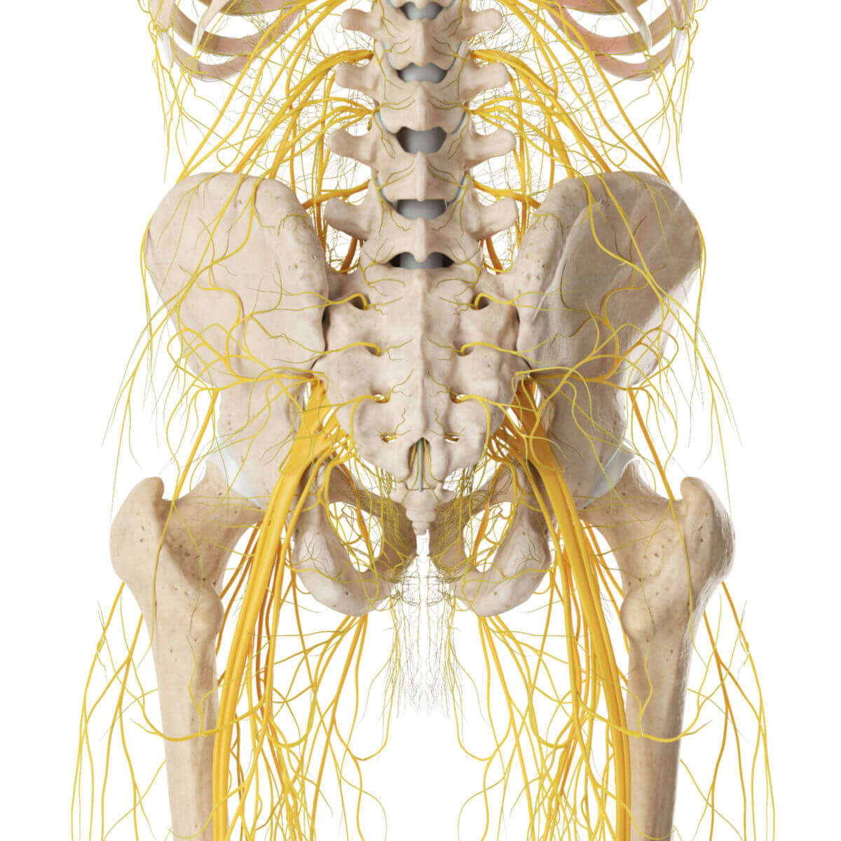 Nervenverläufe der Beckenregion (von dorsal)