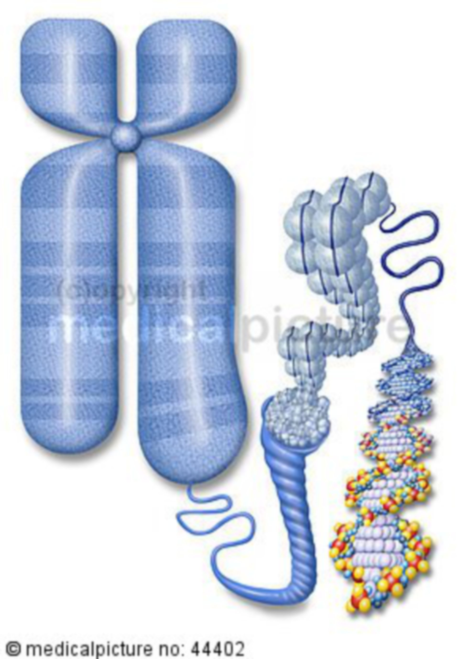 Chromosome and DNA