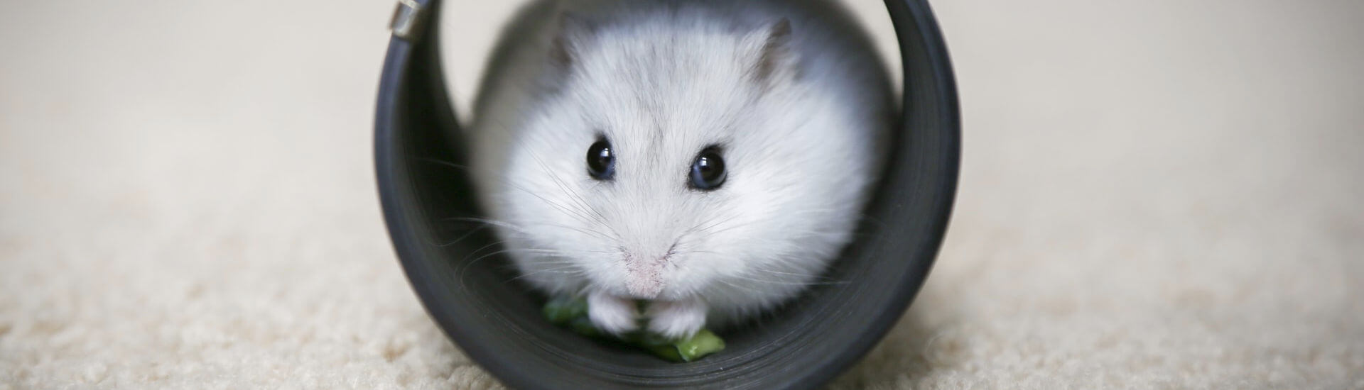 Budesonid Die neue HamsterWare DocCheck