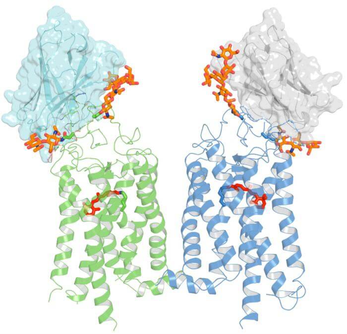 low-res_nanobodies_press_release_original.jpg