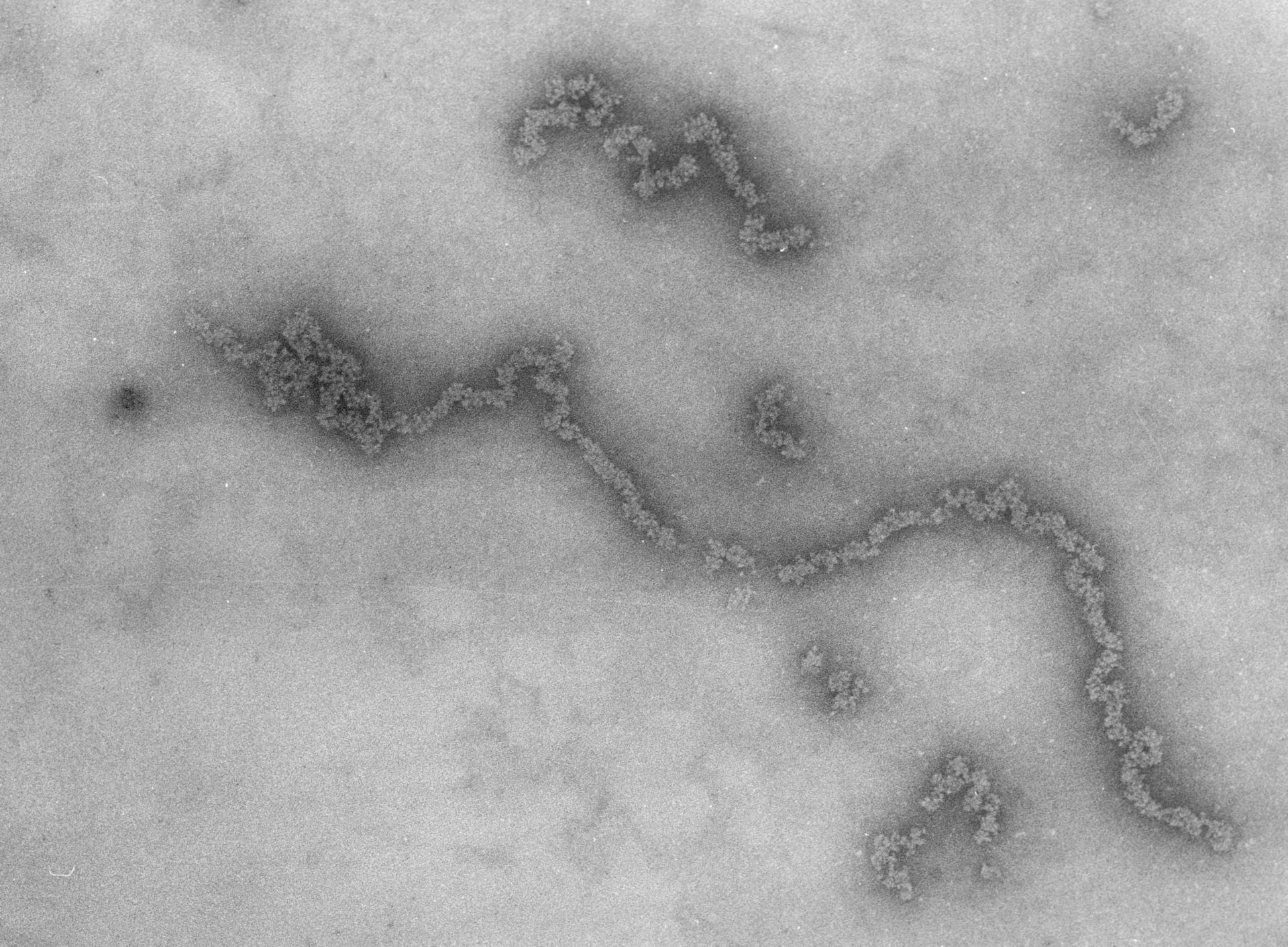 Necturus maculosus (Nucleate erythrocyte) - CIL:713