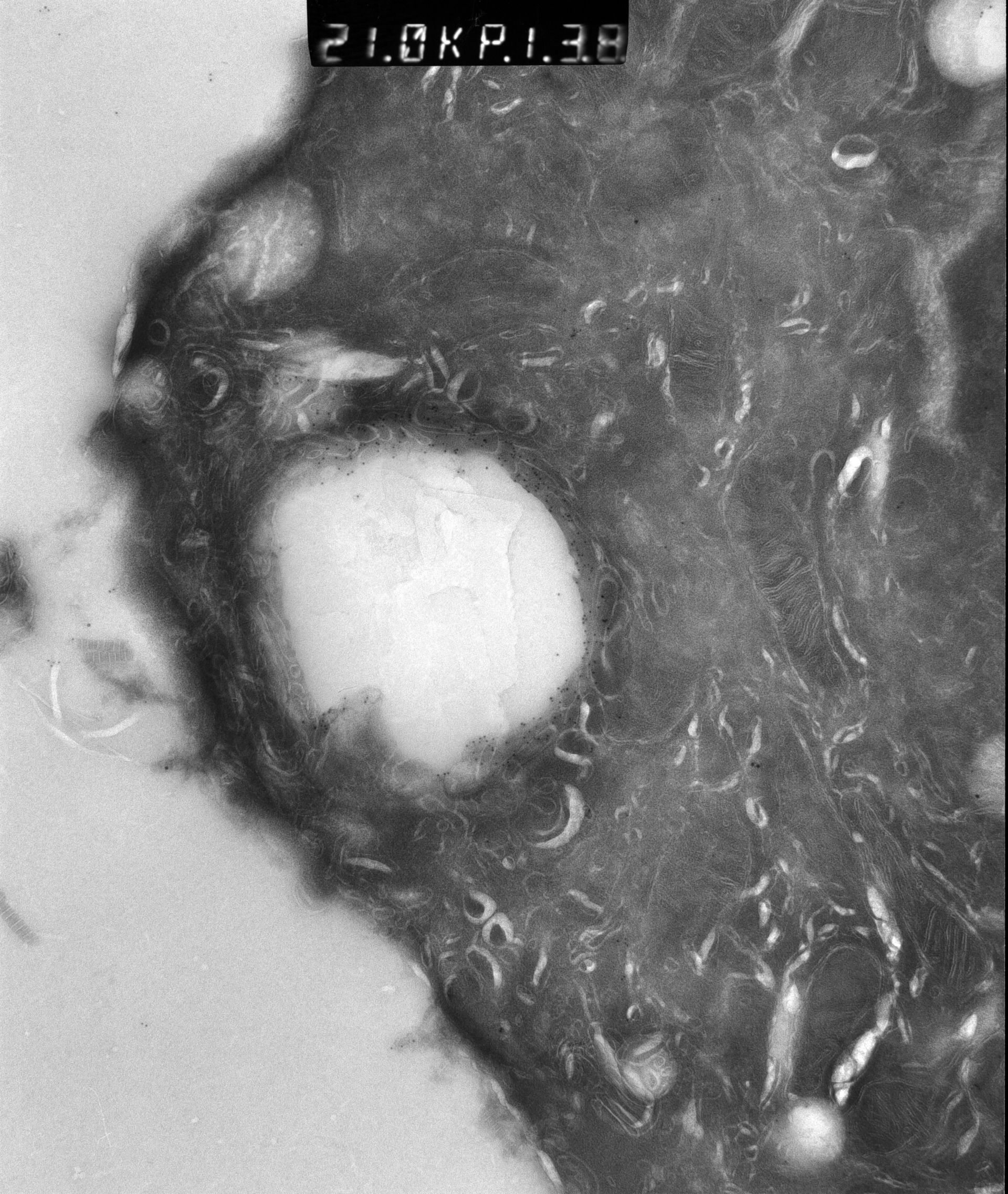 Rattus rattus (Mitochondrion) - CIL:12916