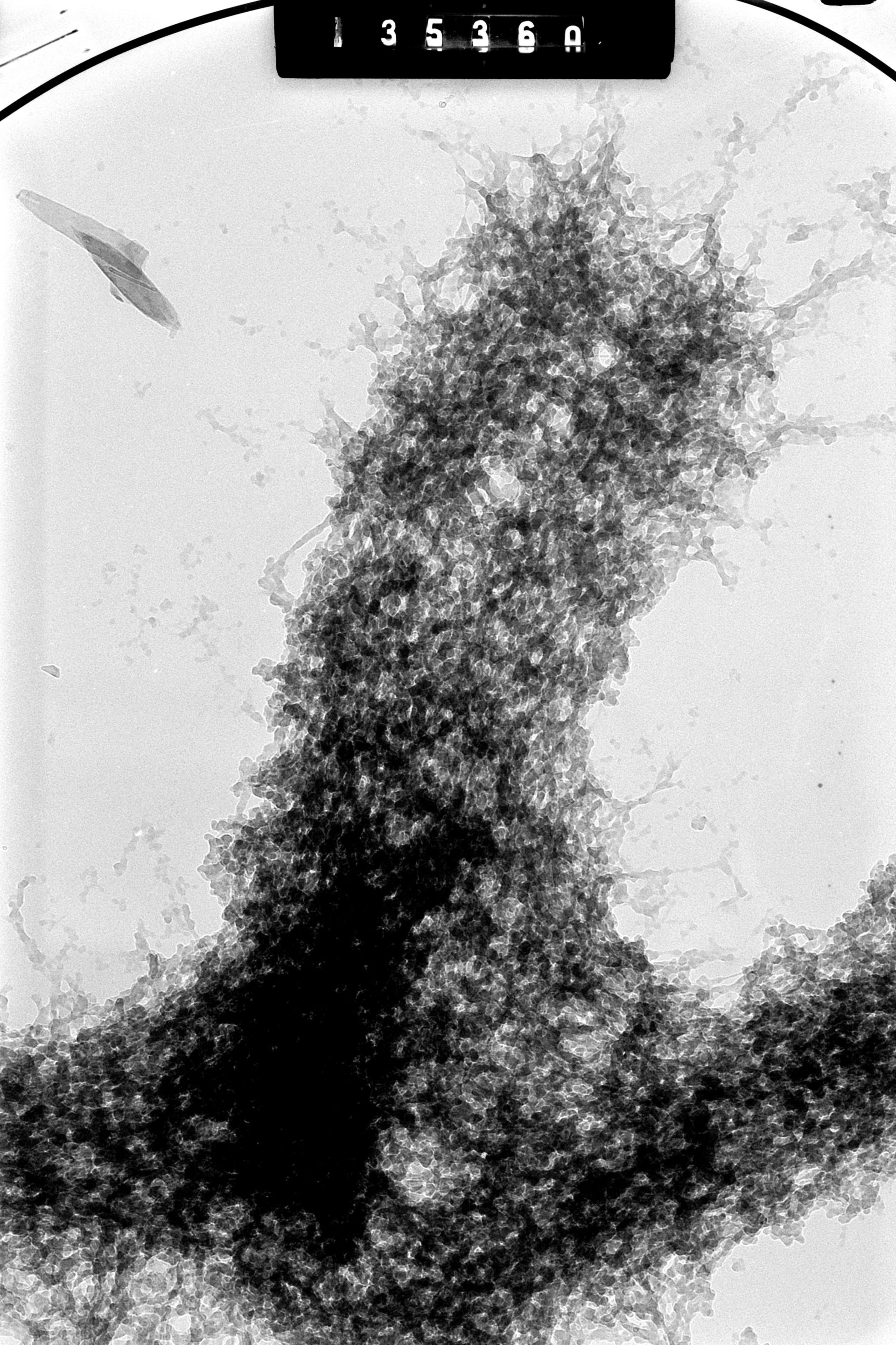 Cricetulus griseus (Nuclear chromosome) - CIL:41607