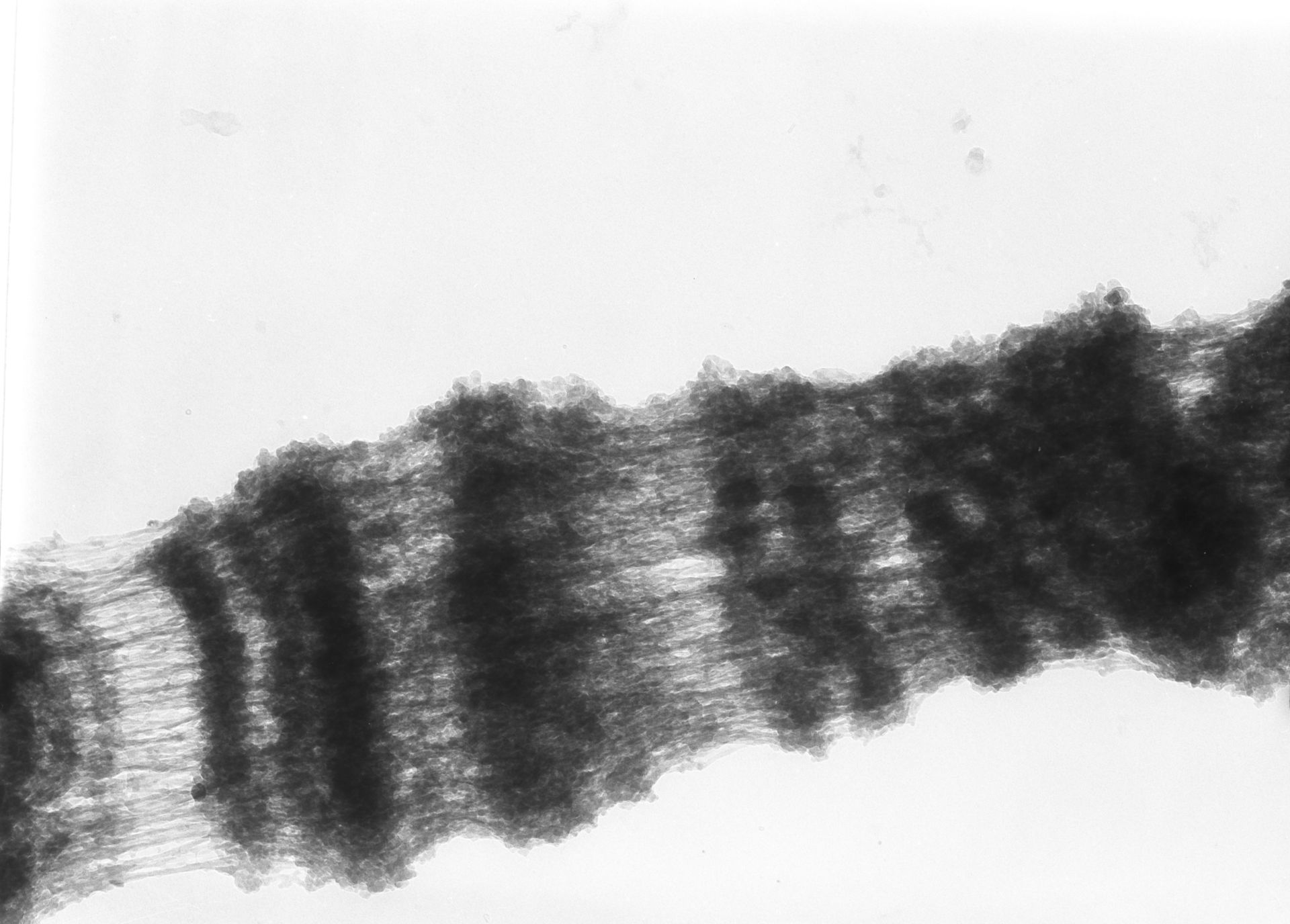Drosophila melanogaster (Polytene chromosome) - CIL:24971