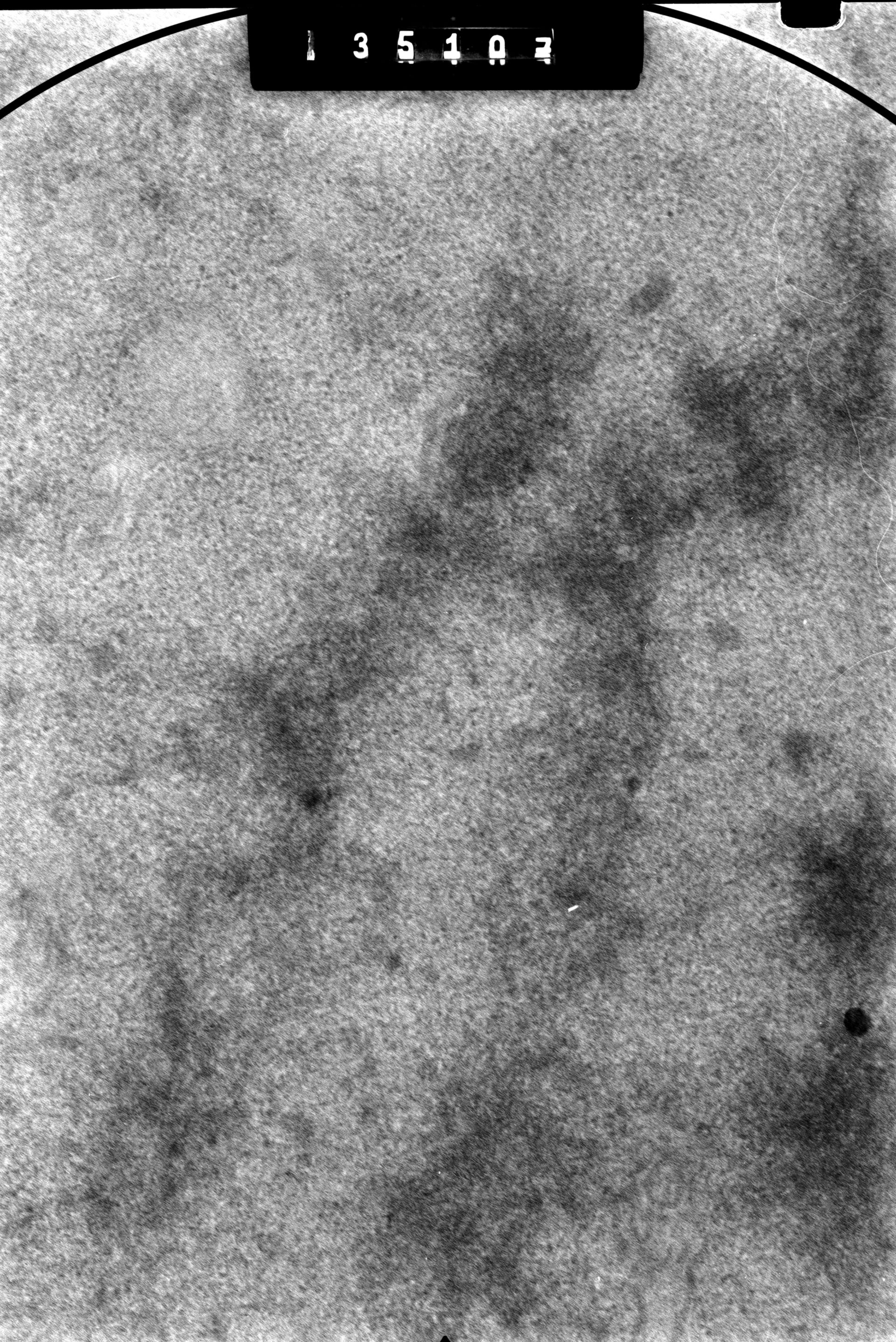 Cricetulus griseus (Nuclear chromosome) - CIL:41698