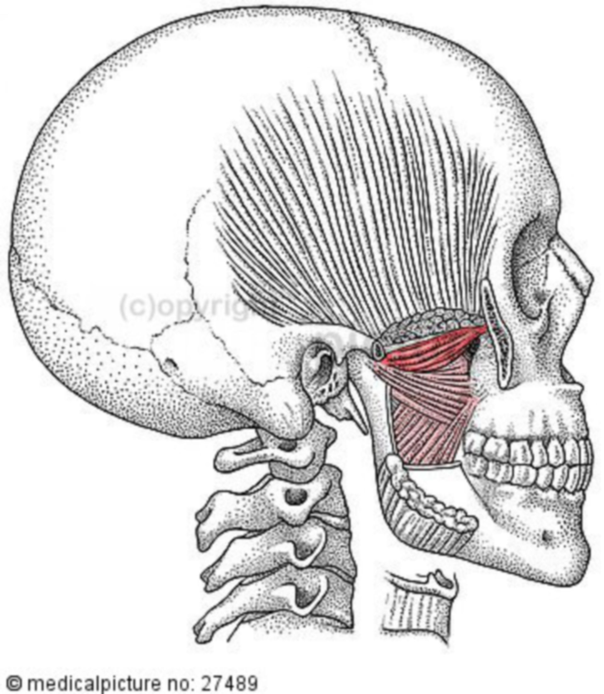 Musculus pterygoideus medialis, Kaumuskulatur