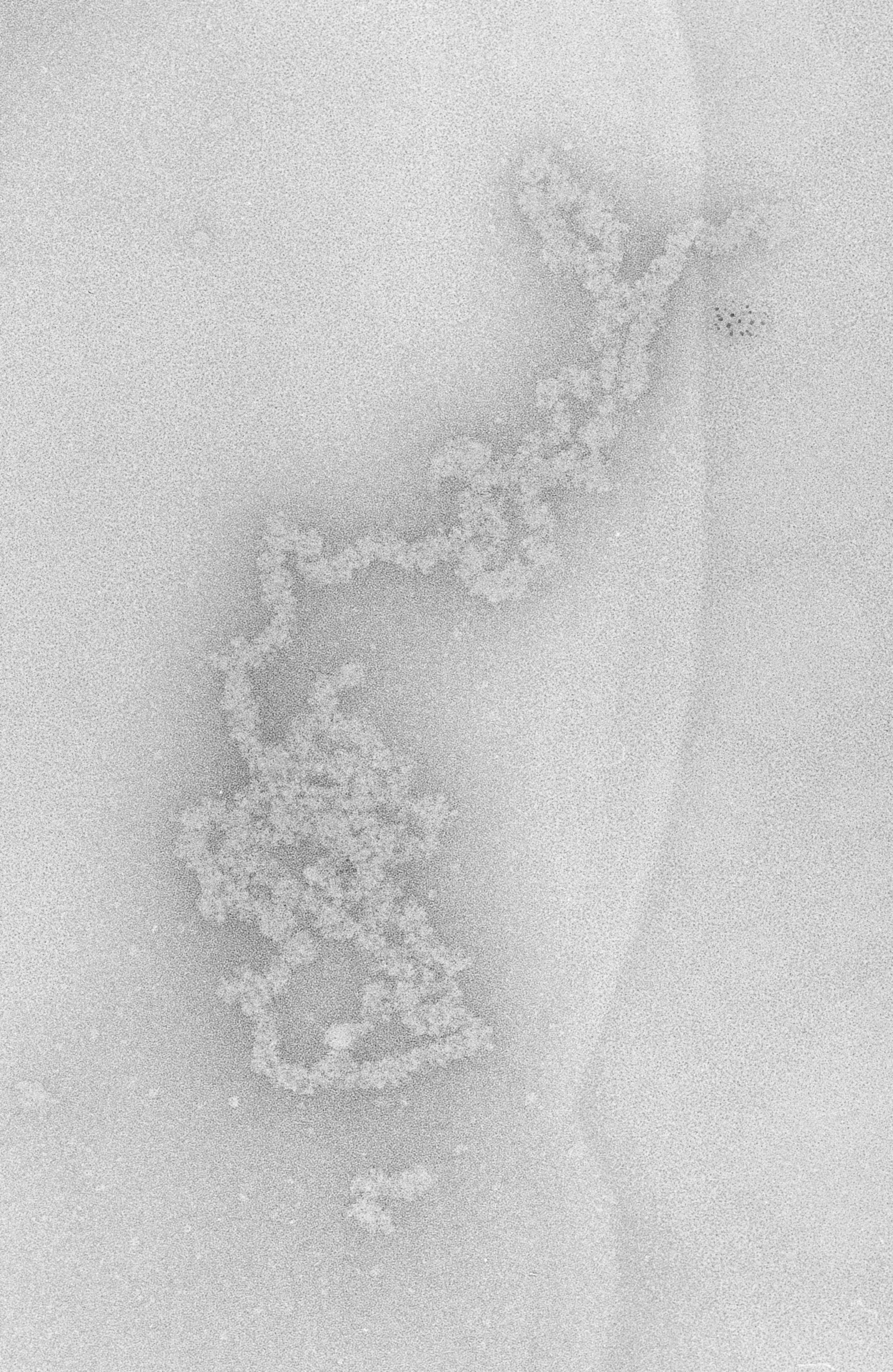 Necturus maculosus (Nucleate erythrocyte) - CIL:717