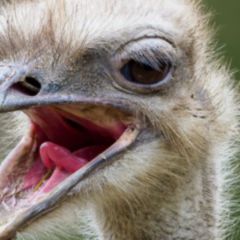 Sehnenscheidenentzündung DocCheck Flexikon