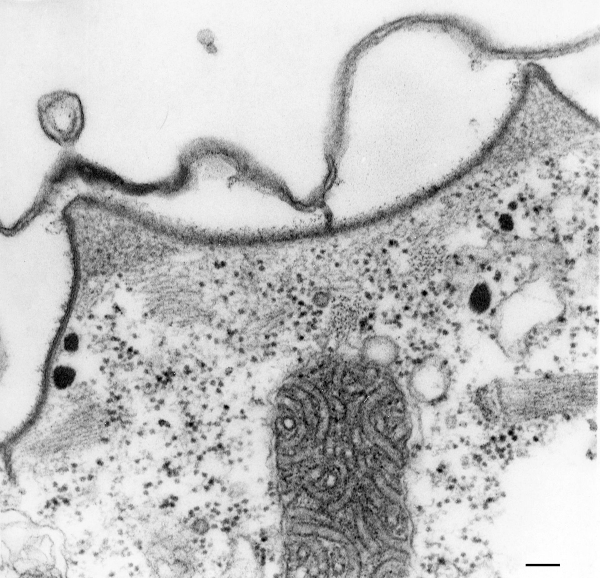 Paramecium multimicronucleatum (corteccia cellulare) - CIL:36601