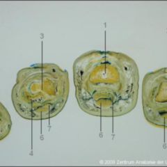 Phalanx DocCheck Flexikon