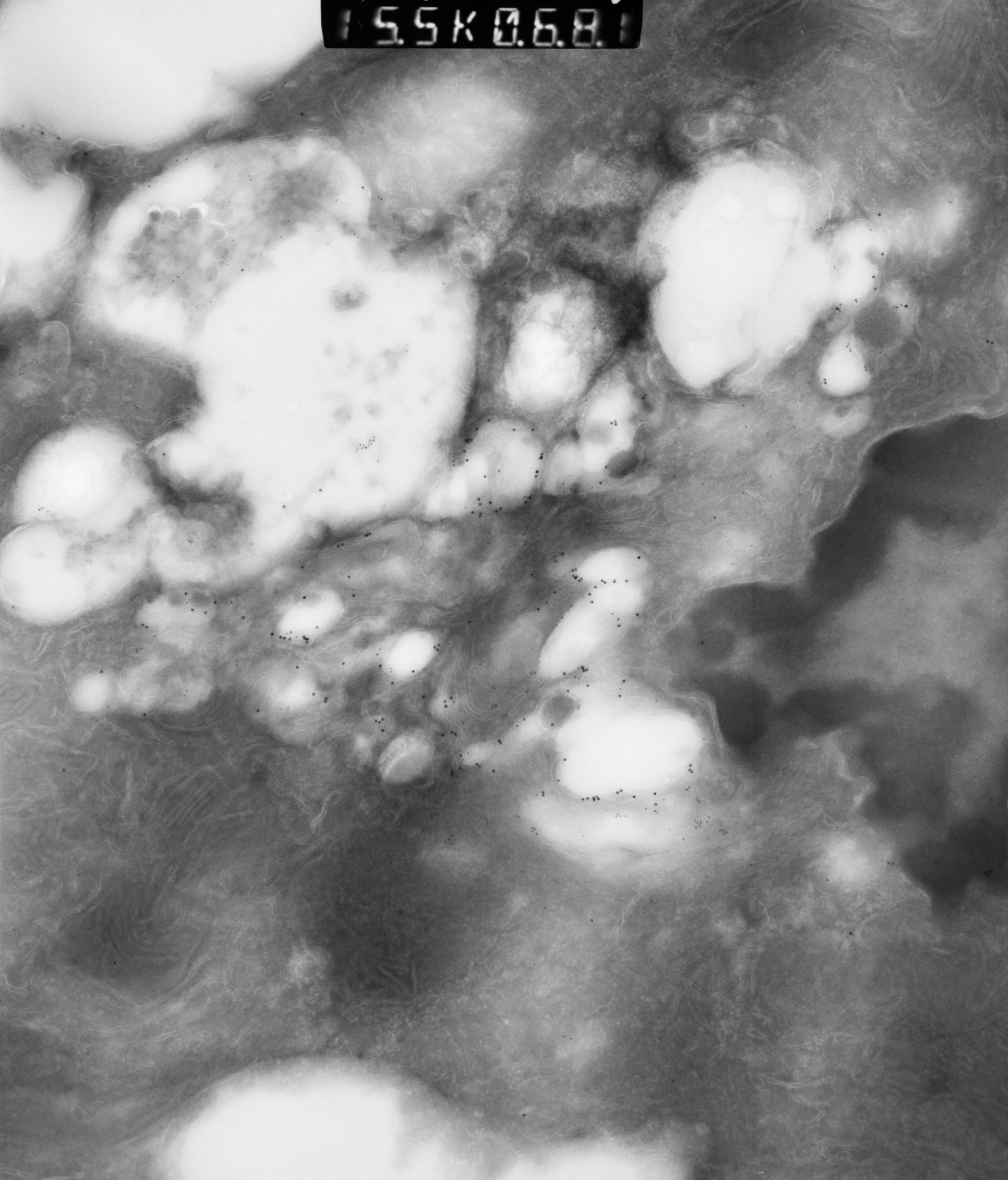 Rattus rattus (Mitochondrion) - CIL:12953