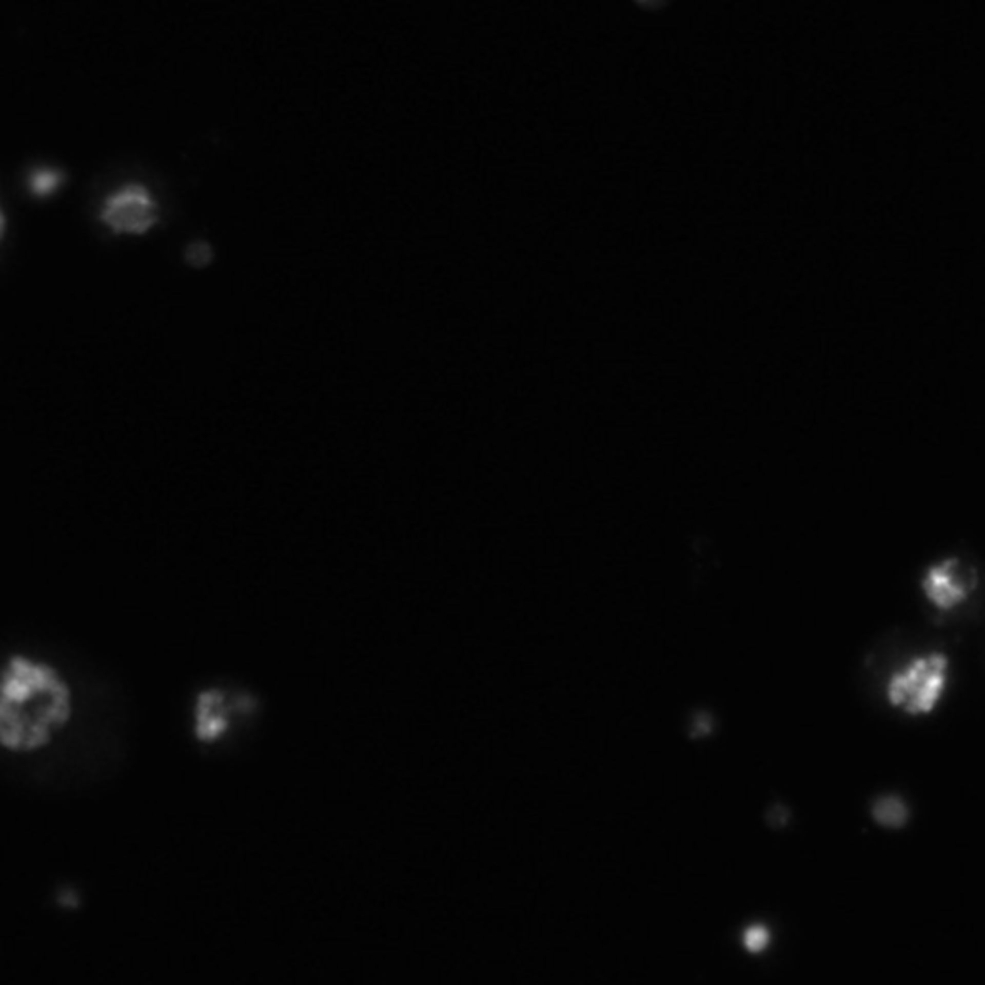 Drosophila melanogaster (DNA) - CIL:21748