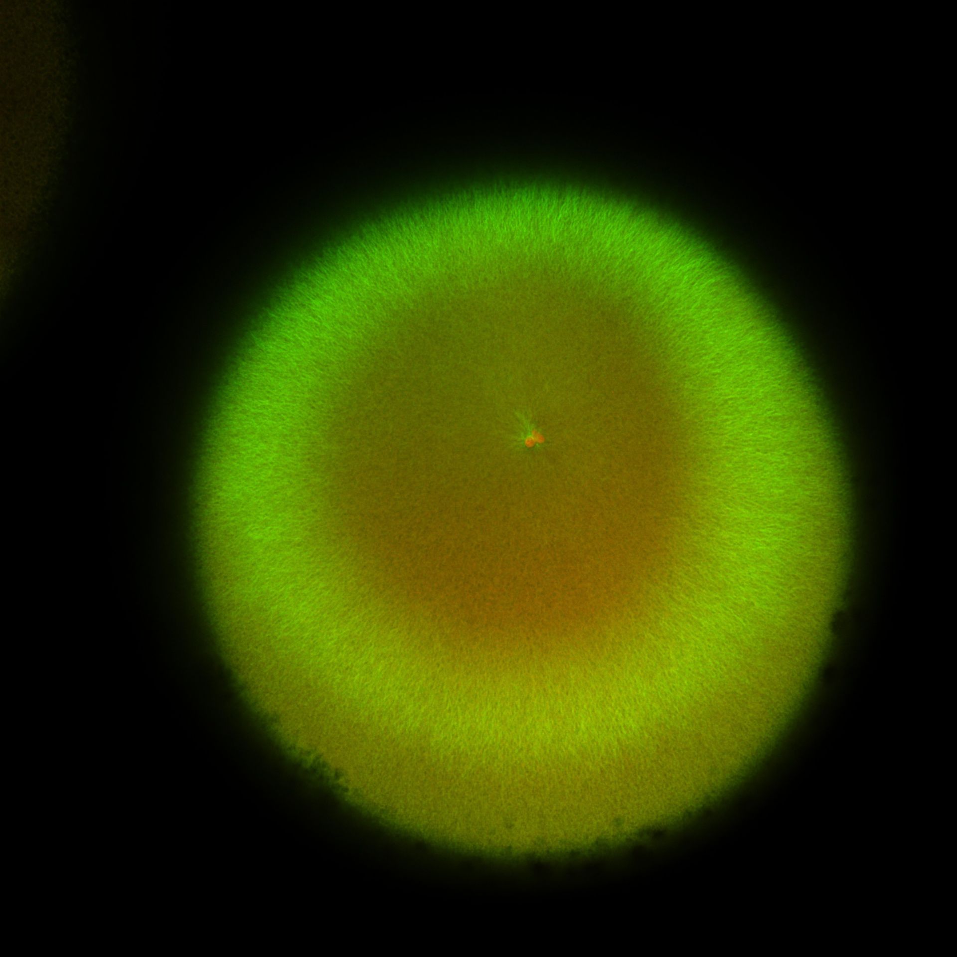 Xenopus laevis (DNA) - CIL:36462