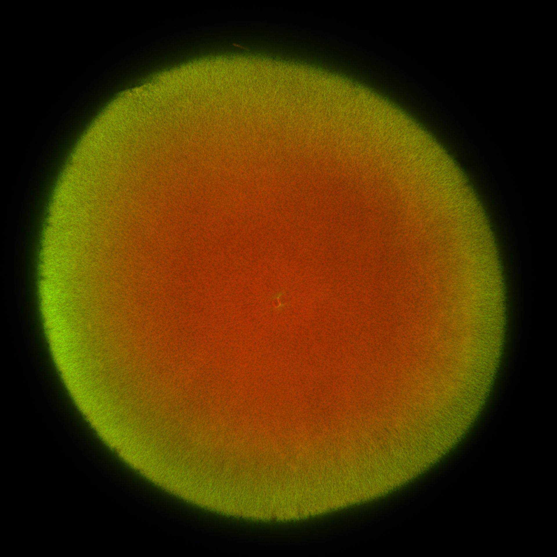 Xenopus laevis (DNA) - CIL:36494