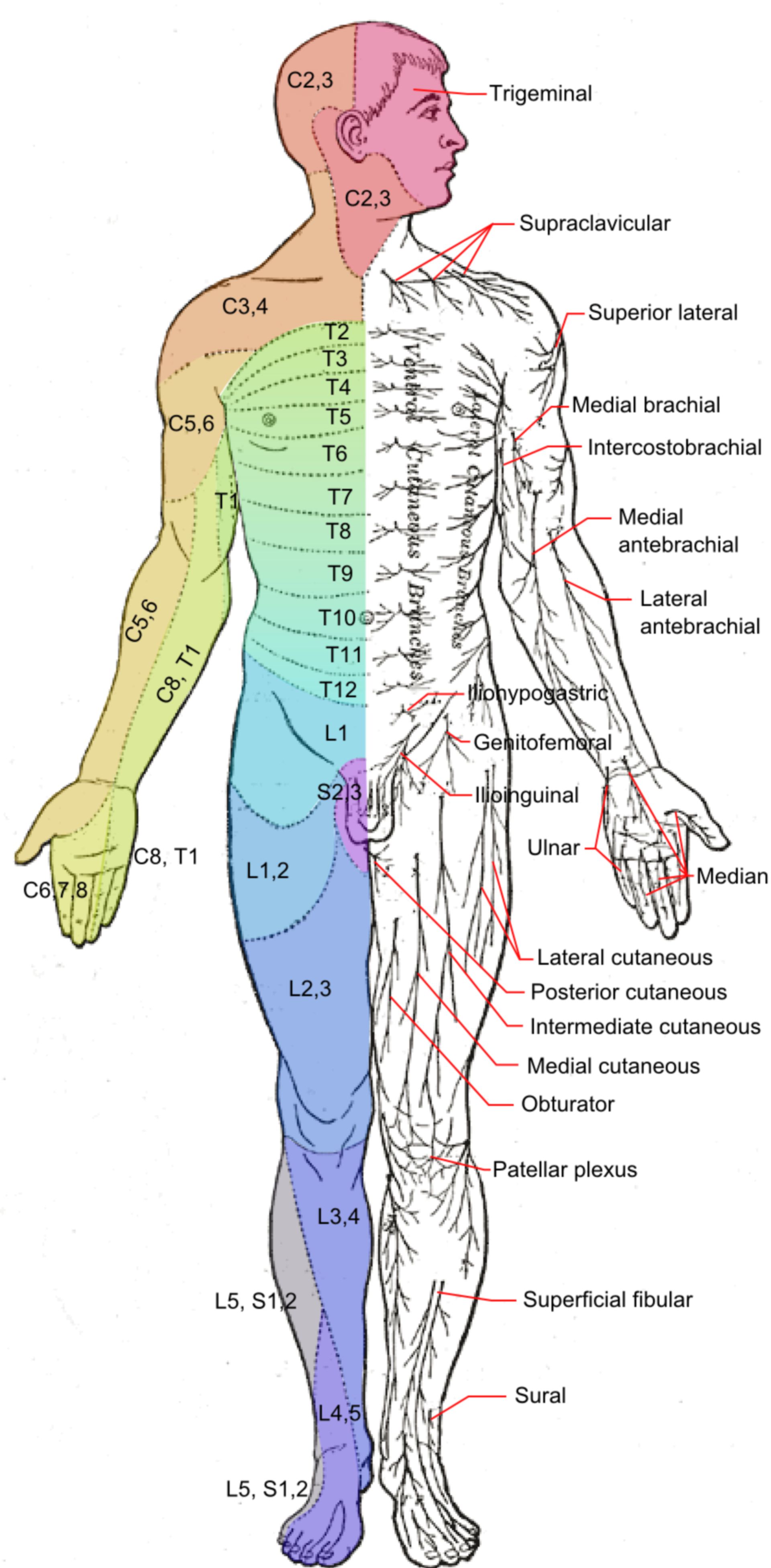 Dermatomes_and_cutaneous_nerves_-_anterior