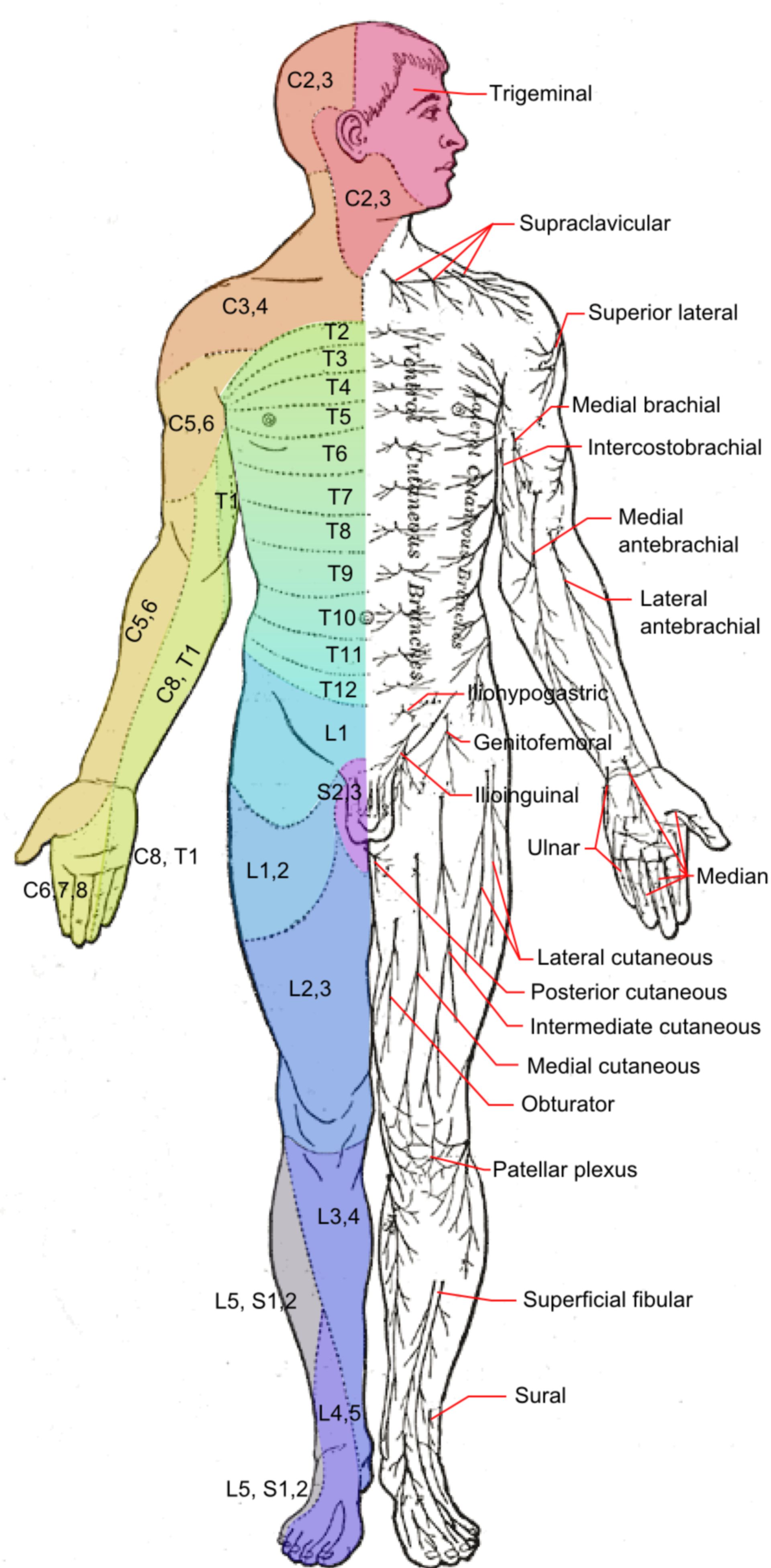 Dermatomes and cutaneous nerves anterior DocCheck