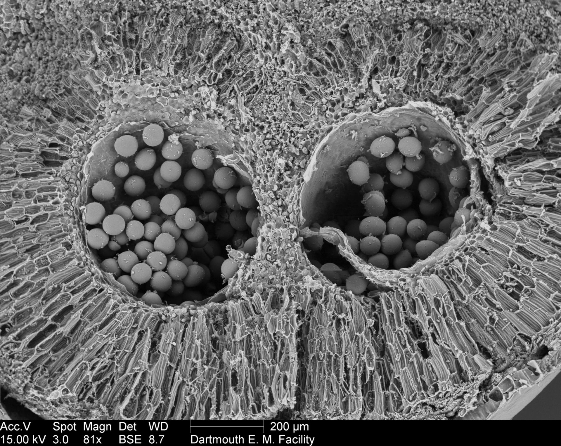 Amorphophallus titanum (Pollen surface) - CIL:39378