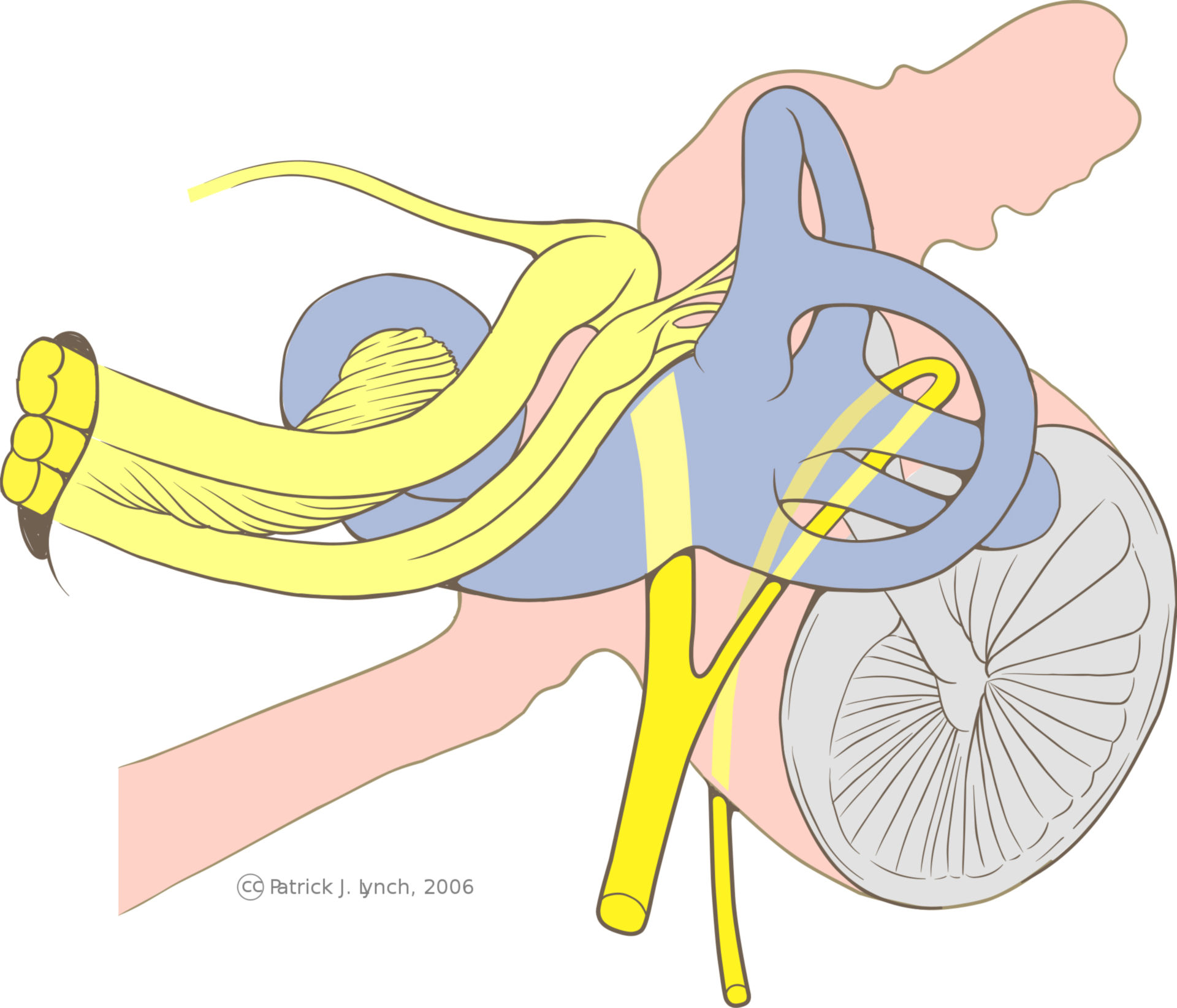 Anatomie und Nerven des Innenohrs (Illustration)