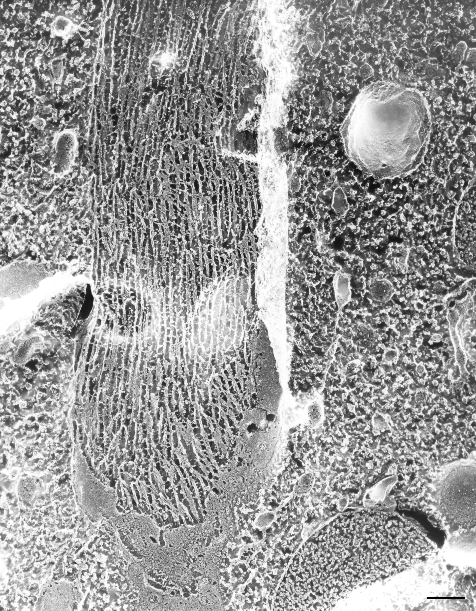 Paramecium multimicronucleatum (Microtubule associated complex) - CIL:36653