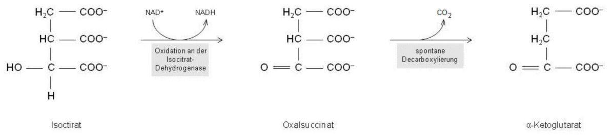 Oxidation zu alpha-Ketoglutarat