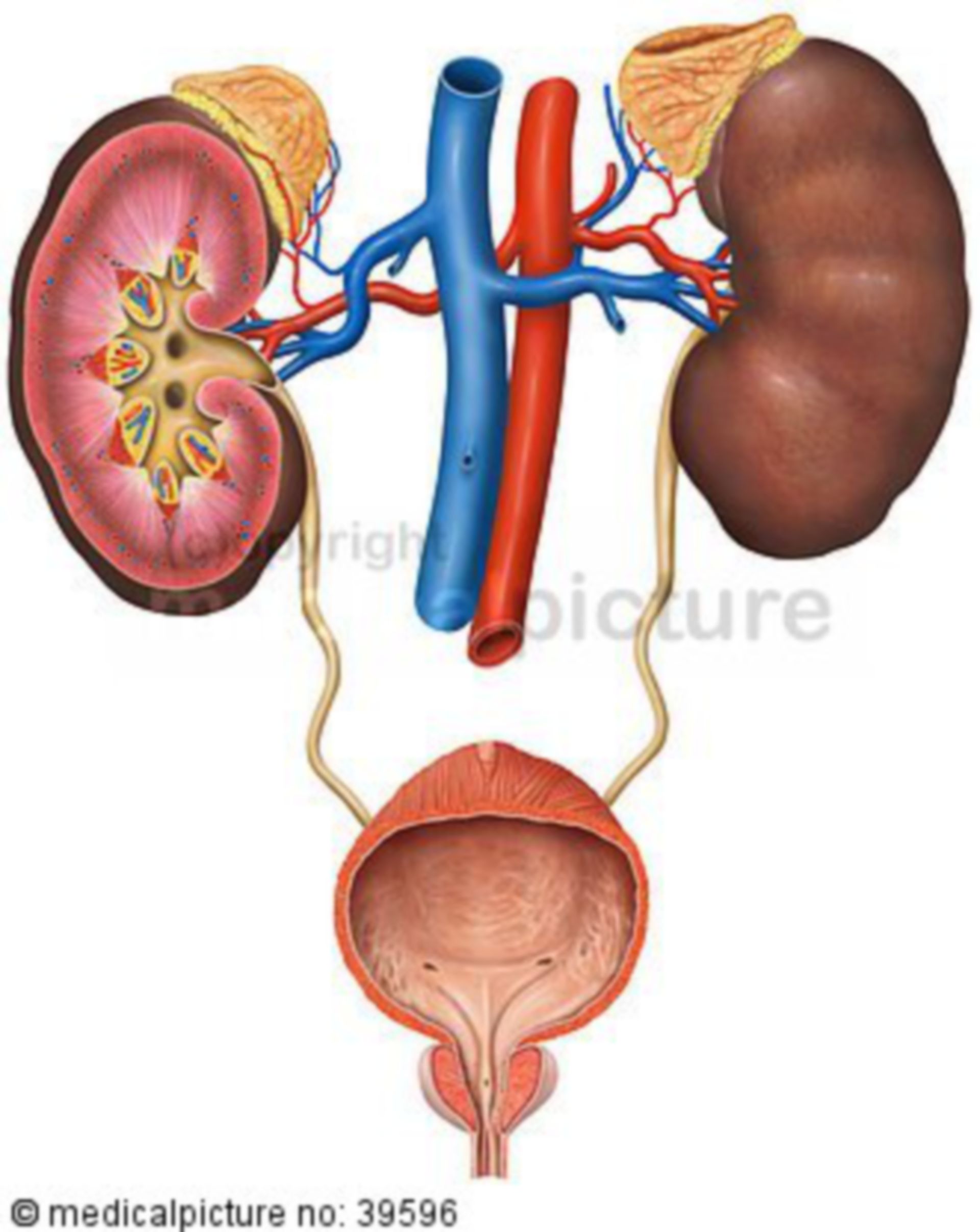 Urinary tract infection and inflammation