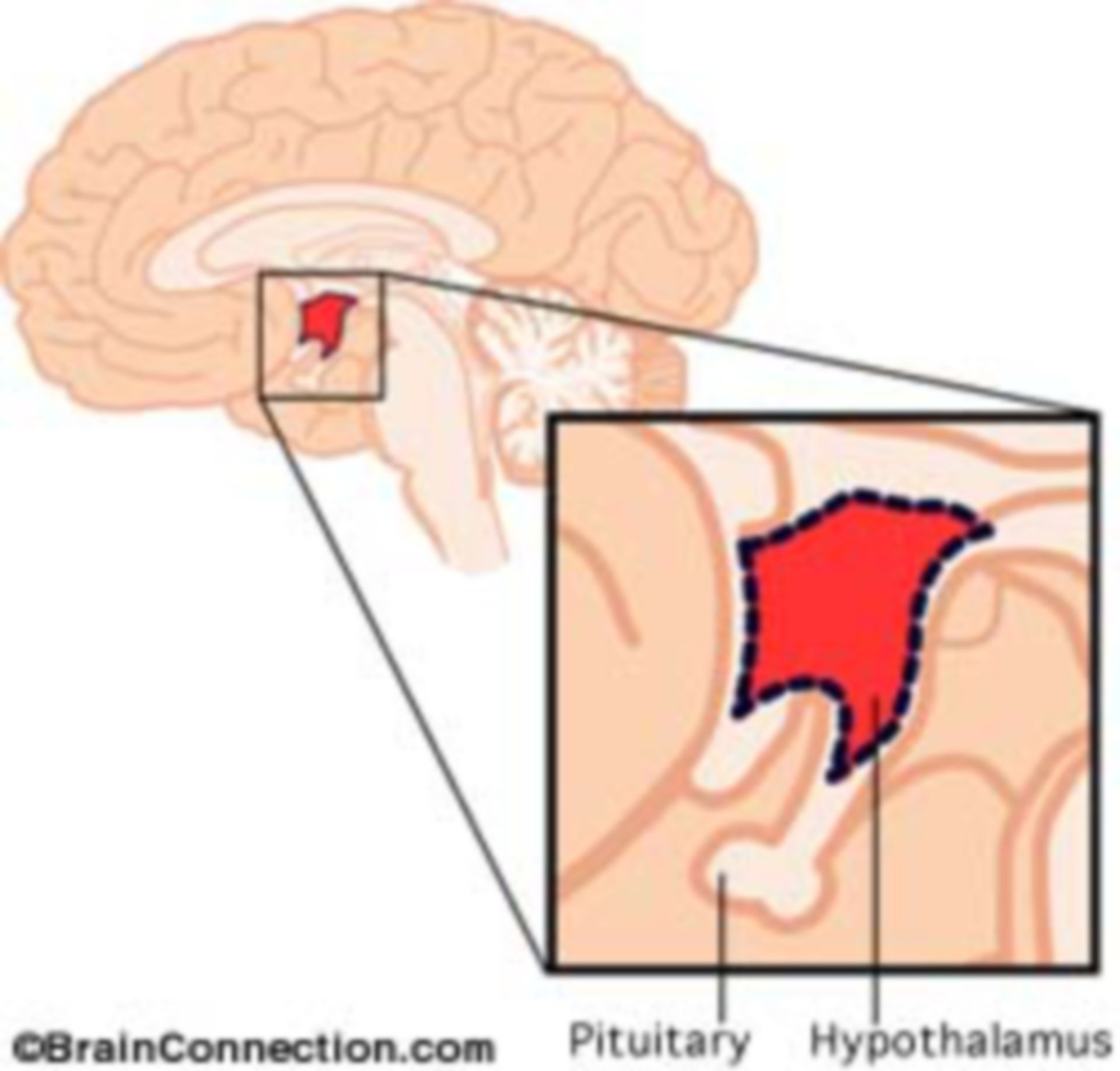 Der Hypothalamus