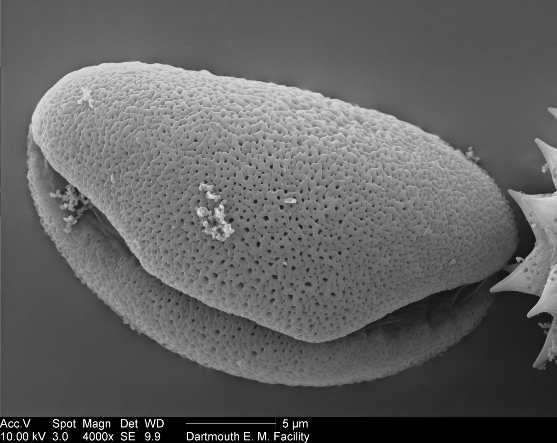 Allium (Pollen wall) - CIL:40356
