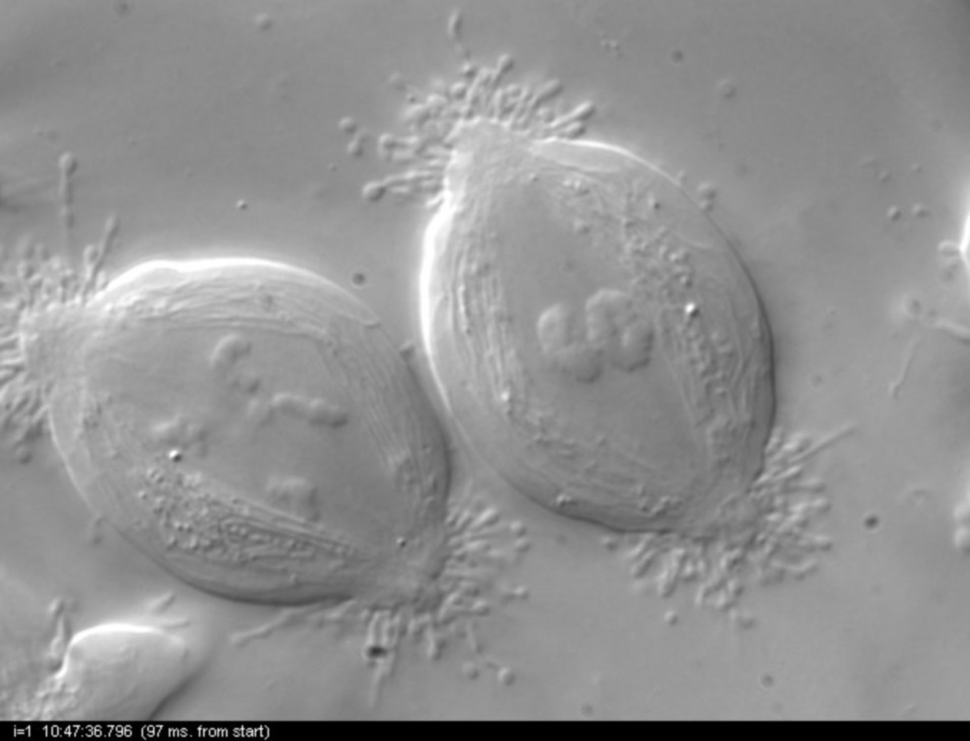 Nephrotoma suturalis (Nuclear chromosome) - CIL:10730