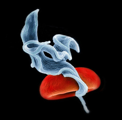 Rasterelektronenmikroskop-Aufnahme zweier Trypanosomen (blau), die im Blut schwimmen. Bei der runden Struktur handelt es sich um ein rotes Blutkörperchen. © Christopher Jackson