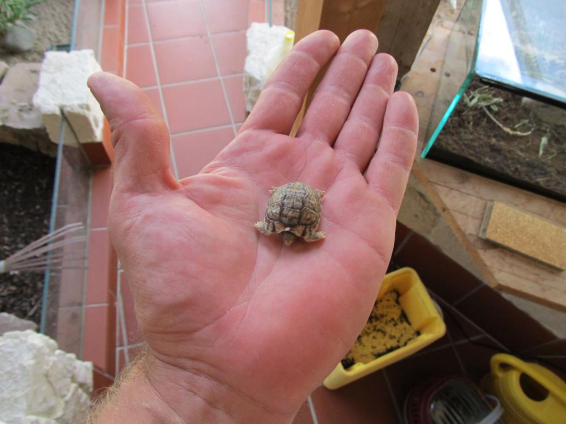 Baby-Schildkröte