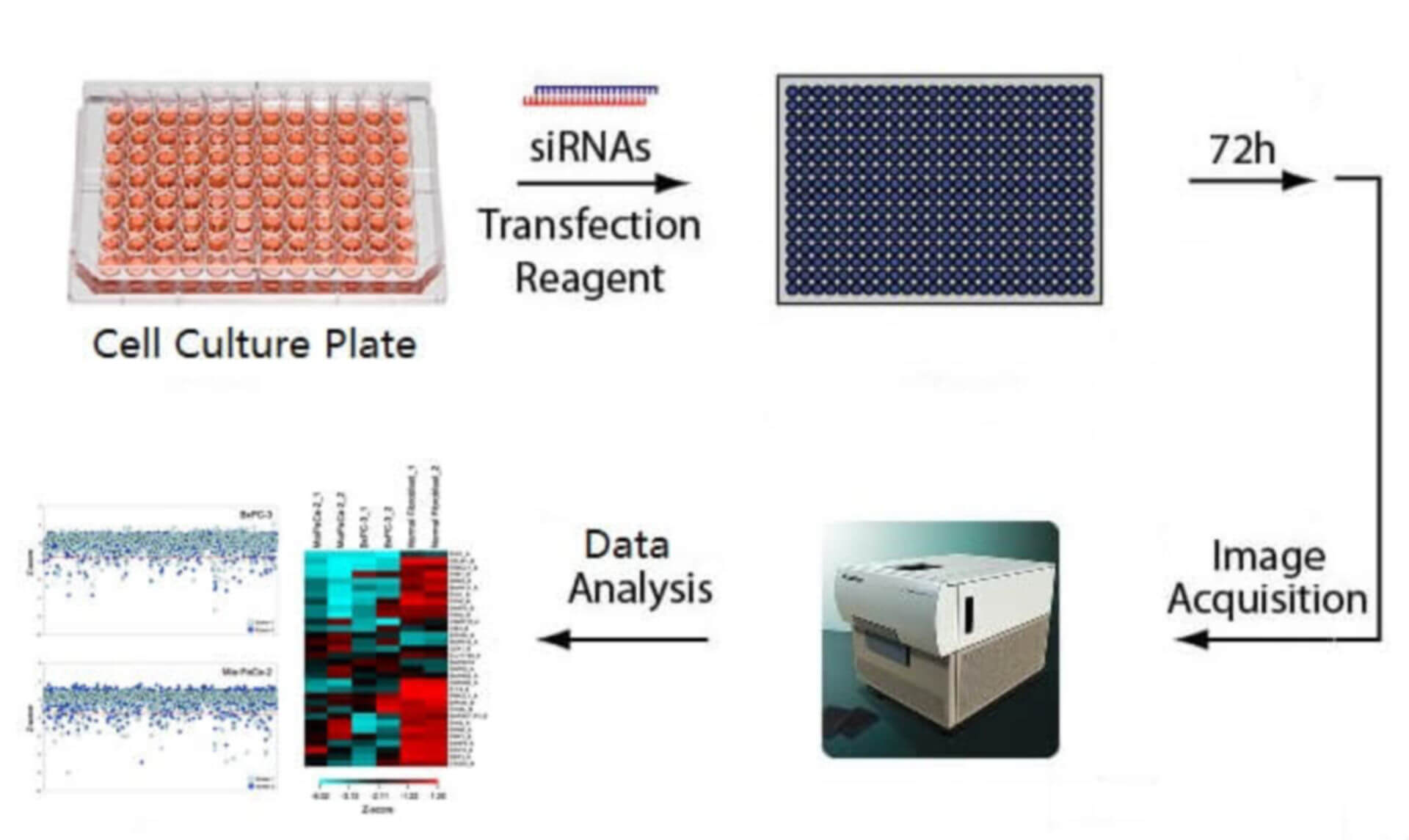 siRNA Screening