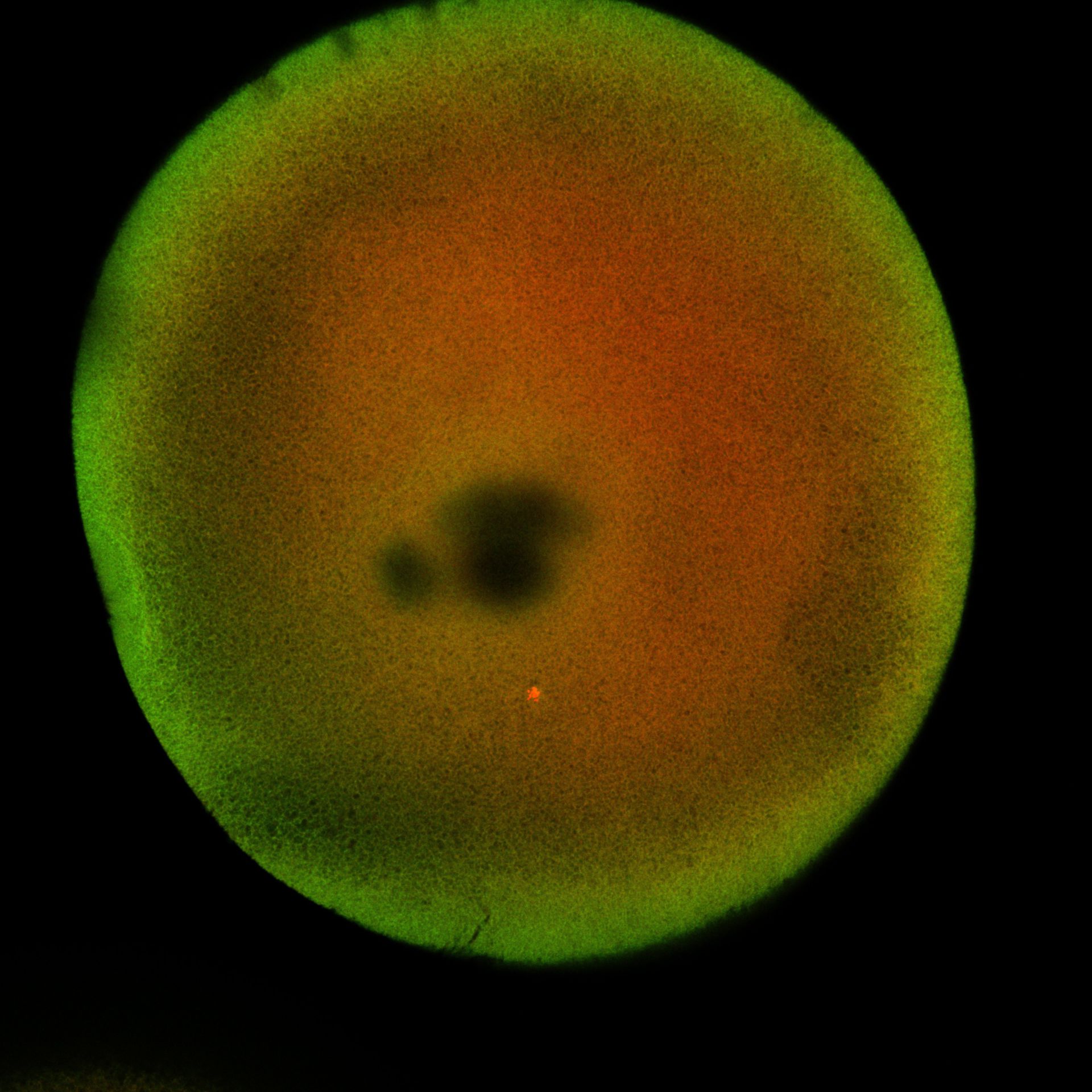 Xenopus laevis (DNA) - CIL:36528