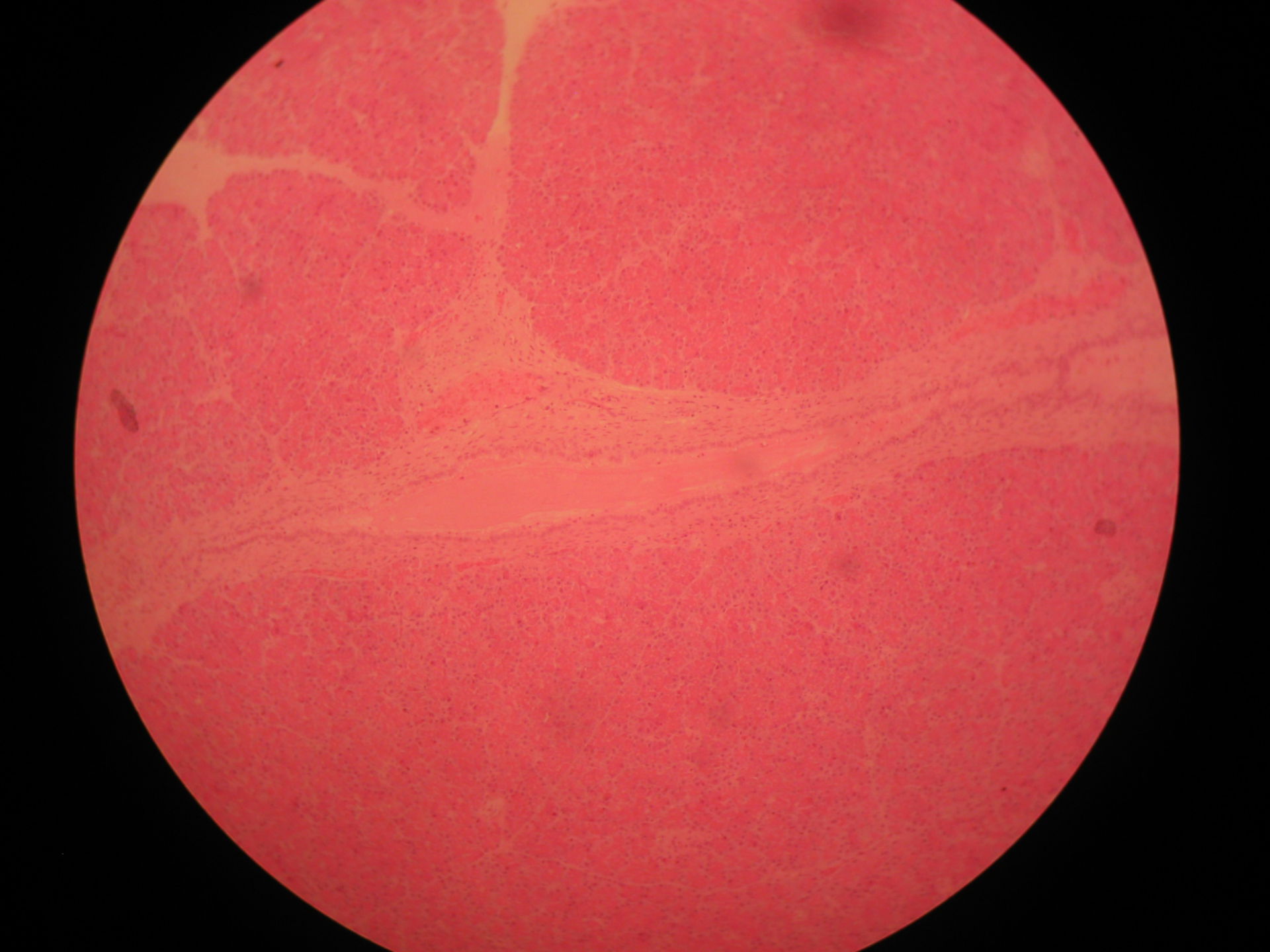 Pankreas des Schafes - Ductulus interlobularis