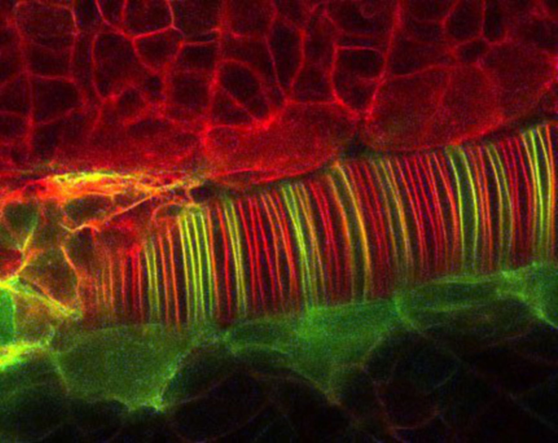 Neural Tube! - Image of the Week - June 1, 2015 - CIL:215
