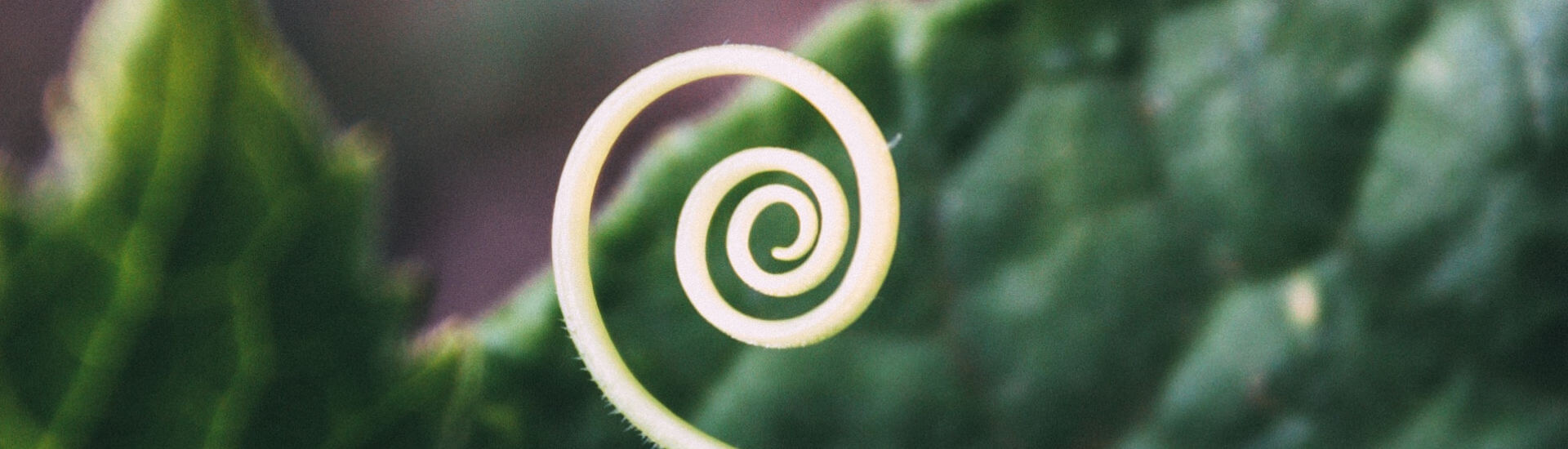 Spirale oder Spirale Das ist hier die Frage DocCheck