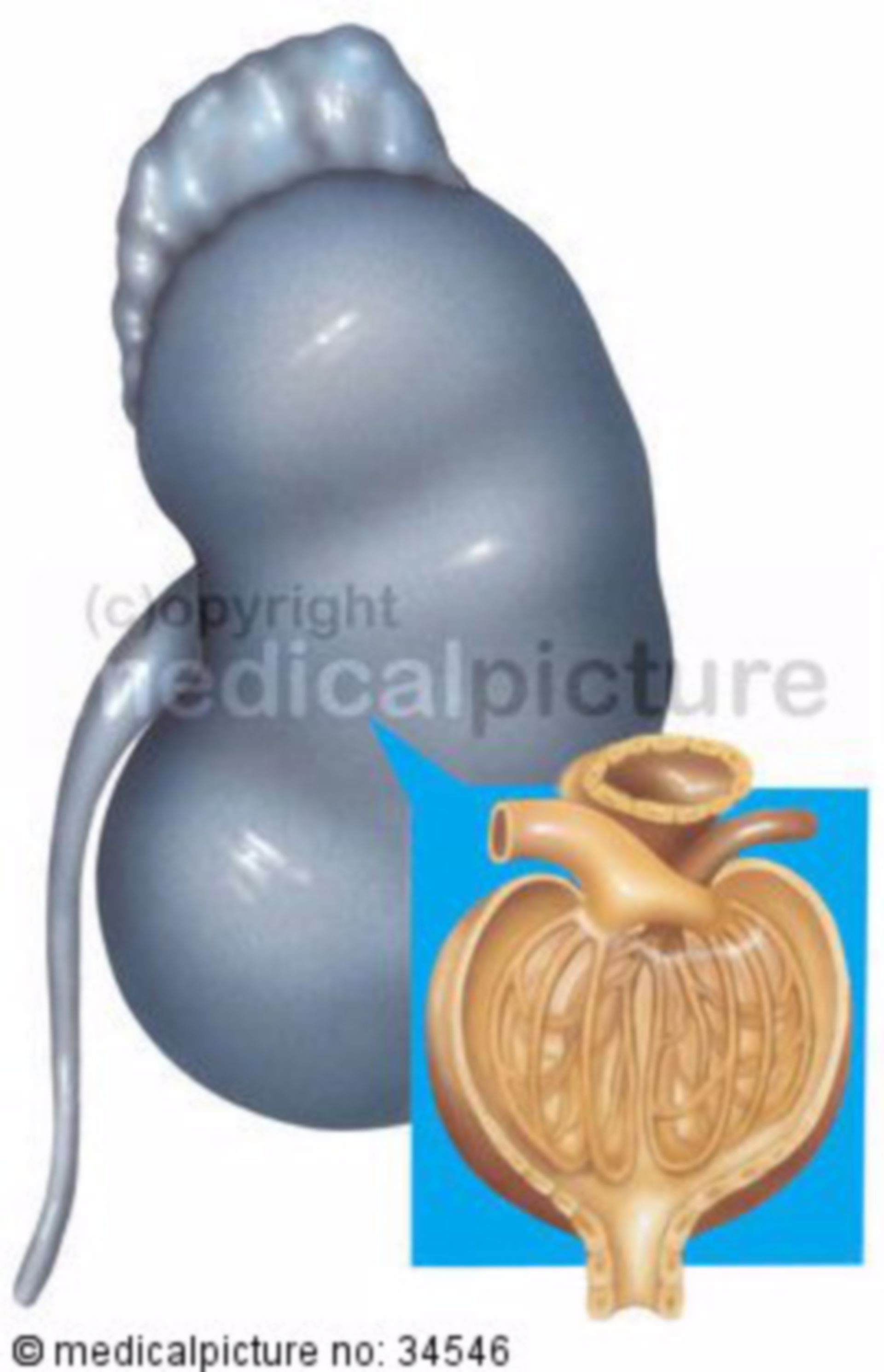 Kidney and renal corpuscule