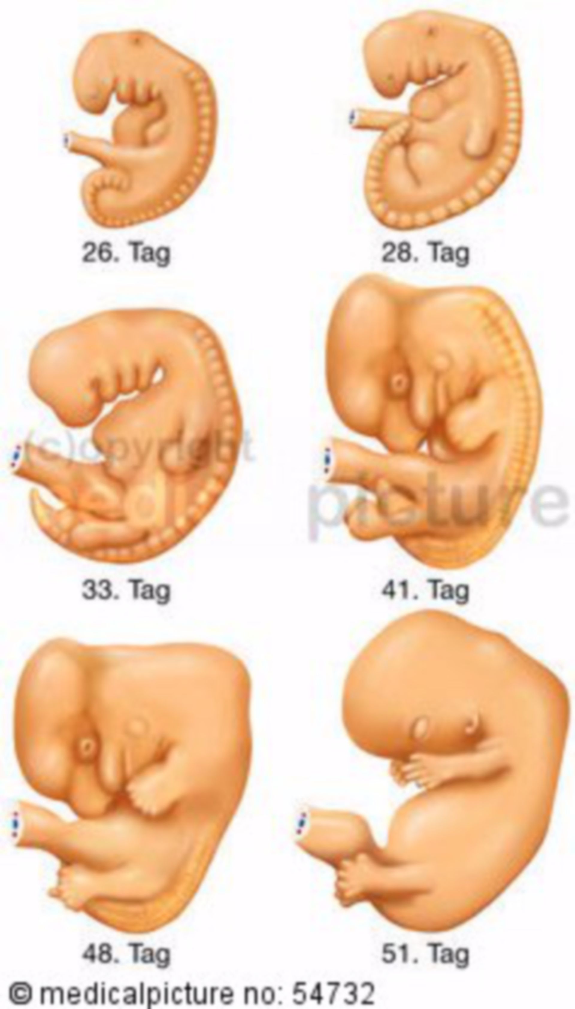 Embryo, Entwicklungsstadien