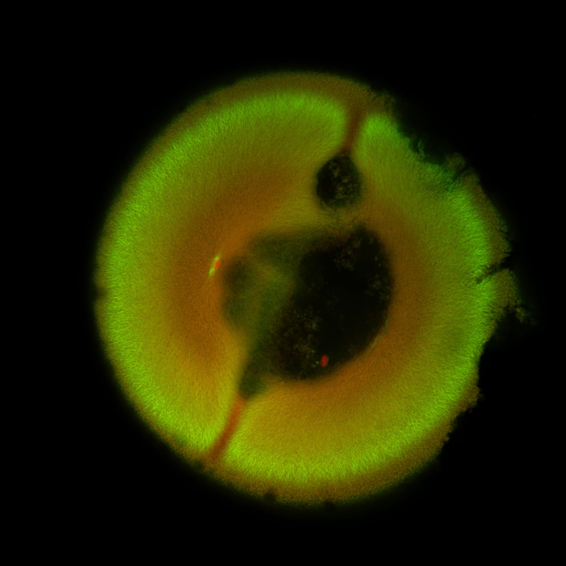 Xenopus laevis (DNA) - CIL:36584