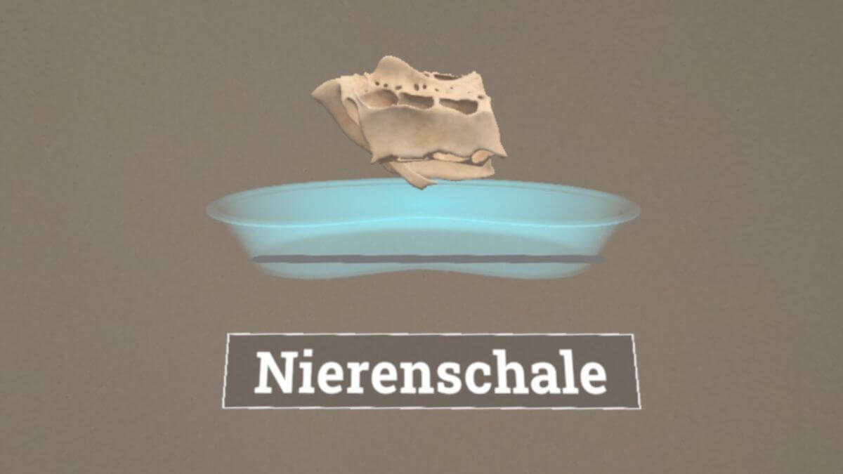 Corpus – Nierenschale